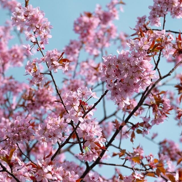 Spring is happening, out there
#spring #blossom #outdoors