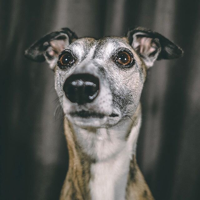 Photographic study of a Scottish Whippet staring at a block of cheese (fav food).
Note clever mind control working in last shot... 😁
#whippet #pets #dogsandcheese #dogsofinstagram