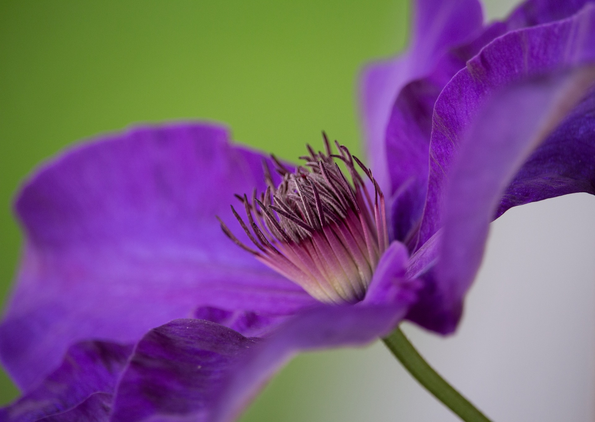 blossom-2927078_1920.jpg