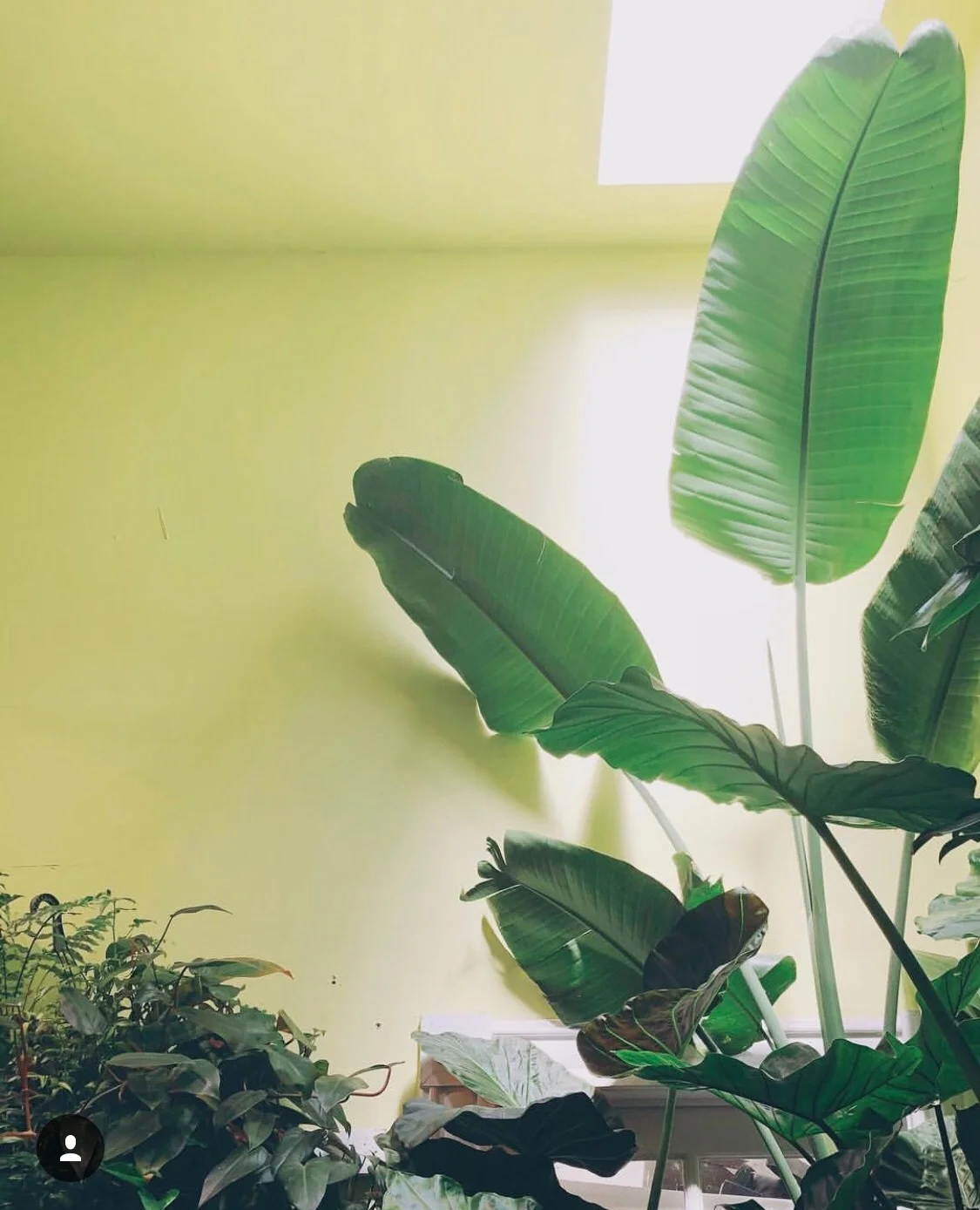 Paige's Favorite House Plant Shops (San Francisco Bay Area) — HOUSE