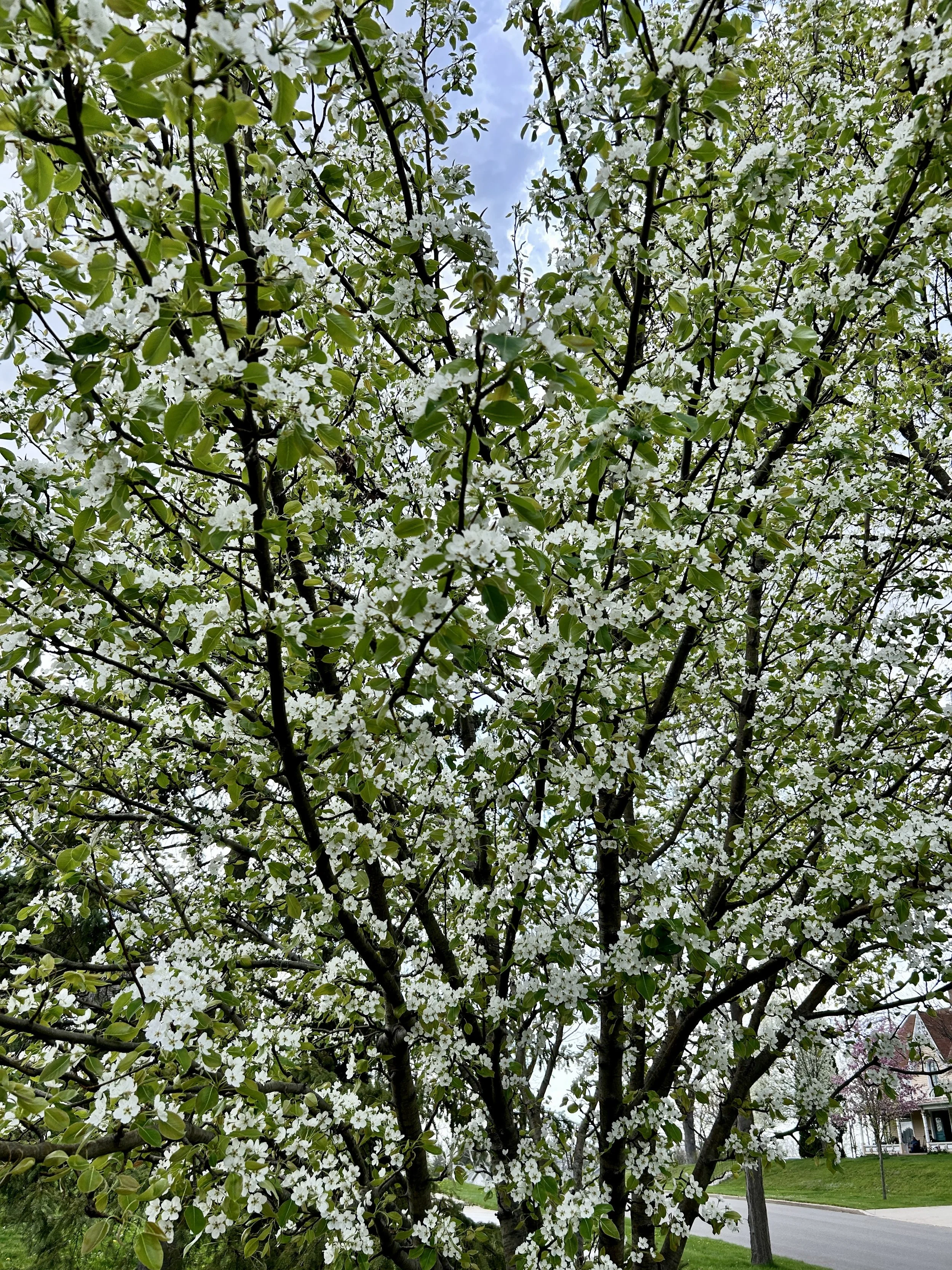 IMG_3105.jpeg