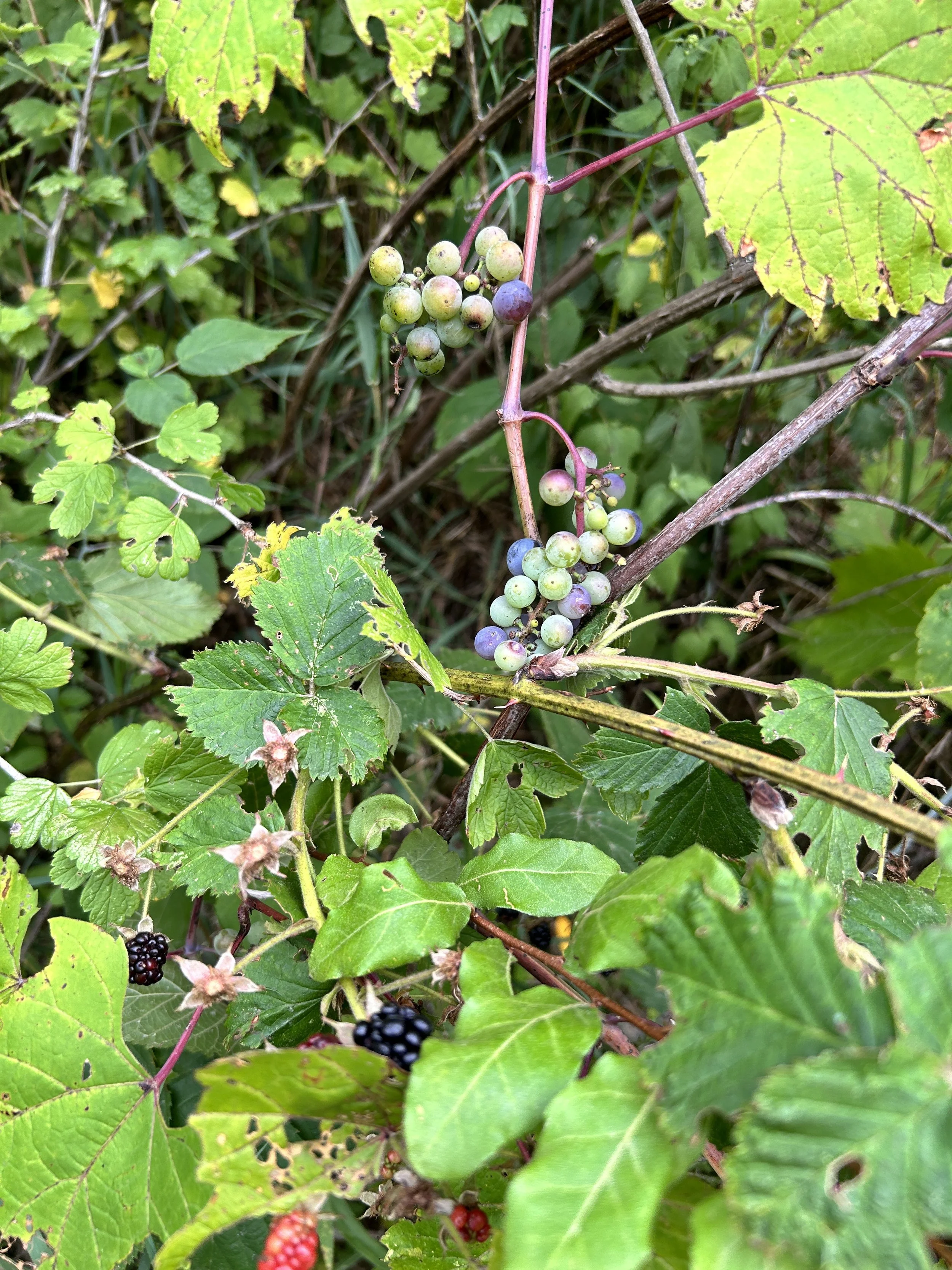 IMG_6718.jpeg