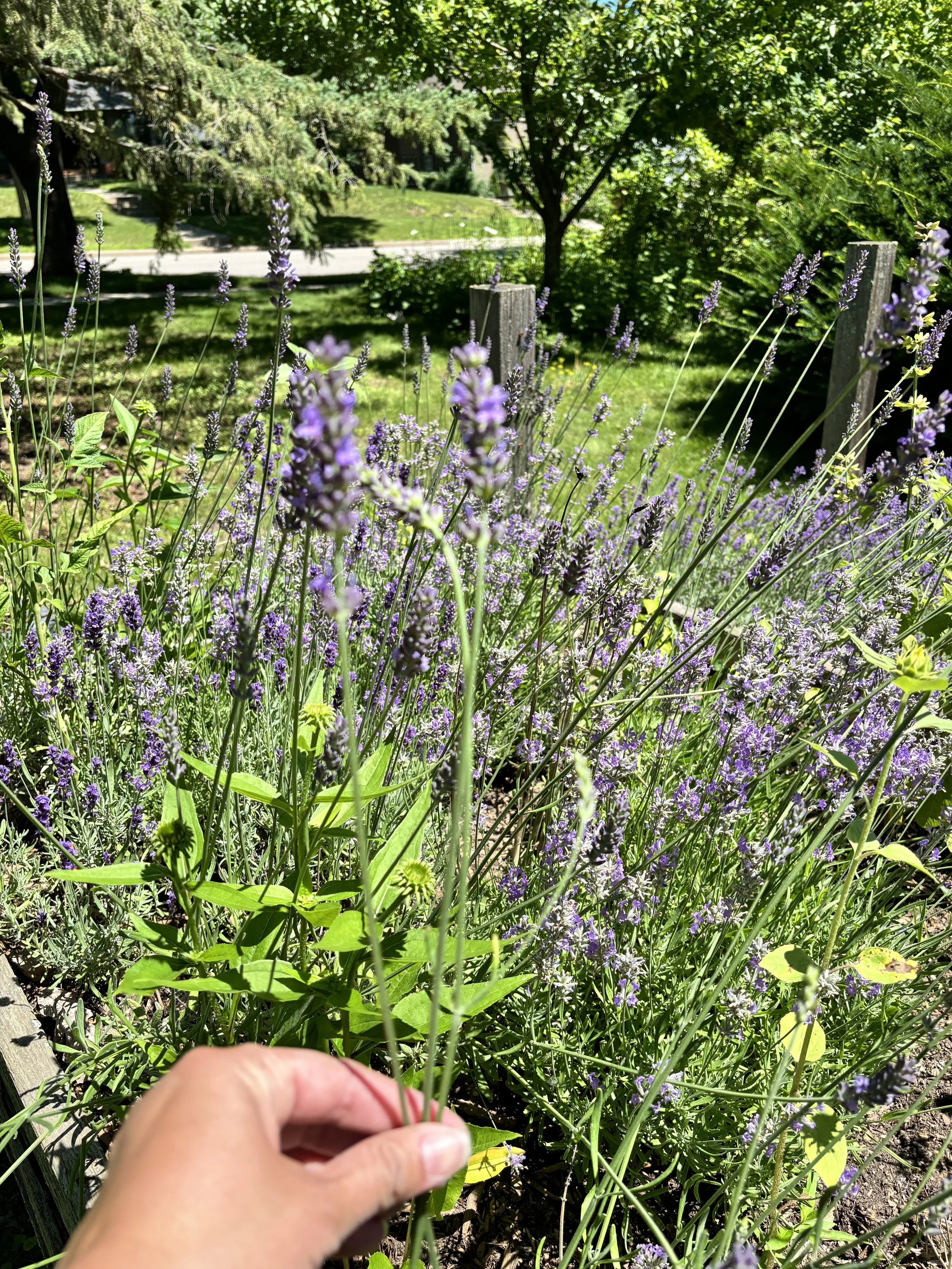 IMG_0816.jpeg