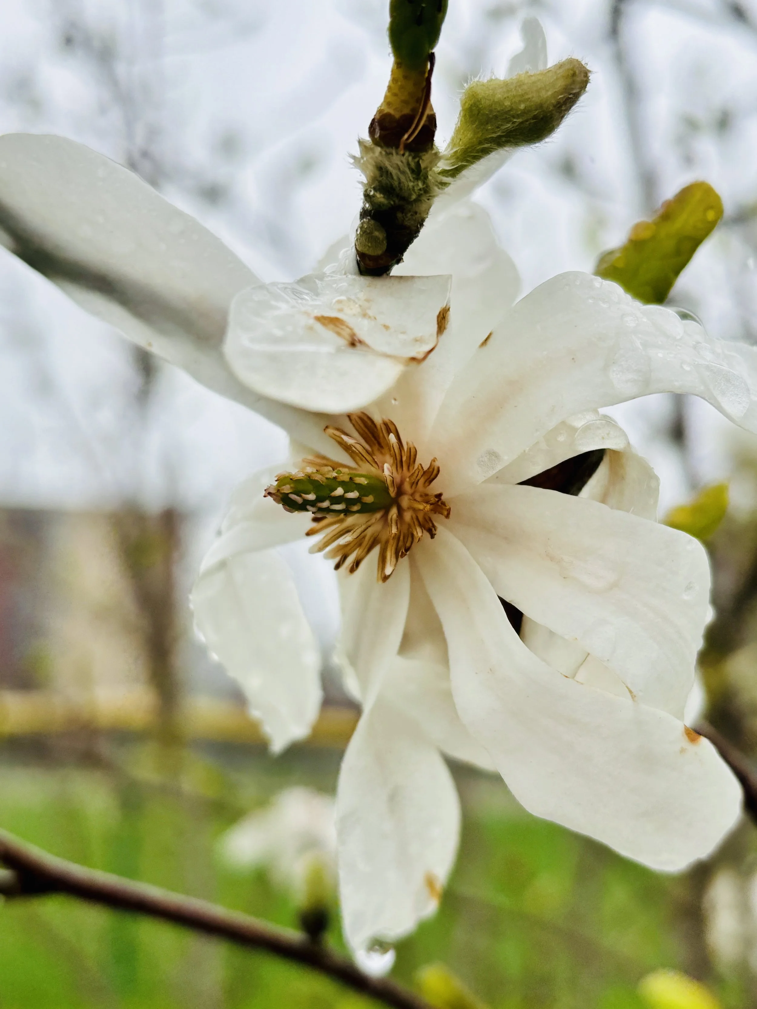 IMG_9284.jpeg