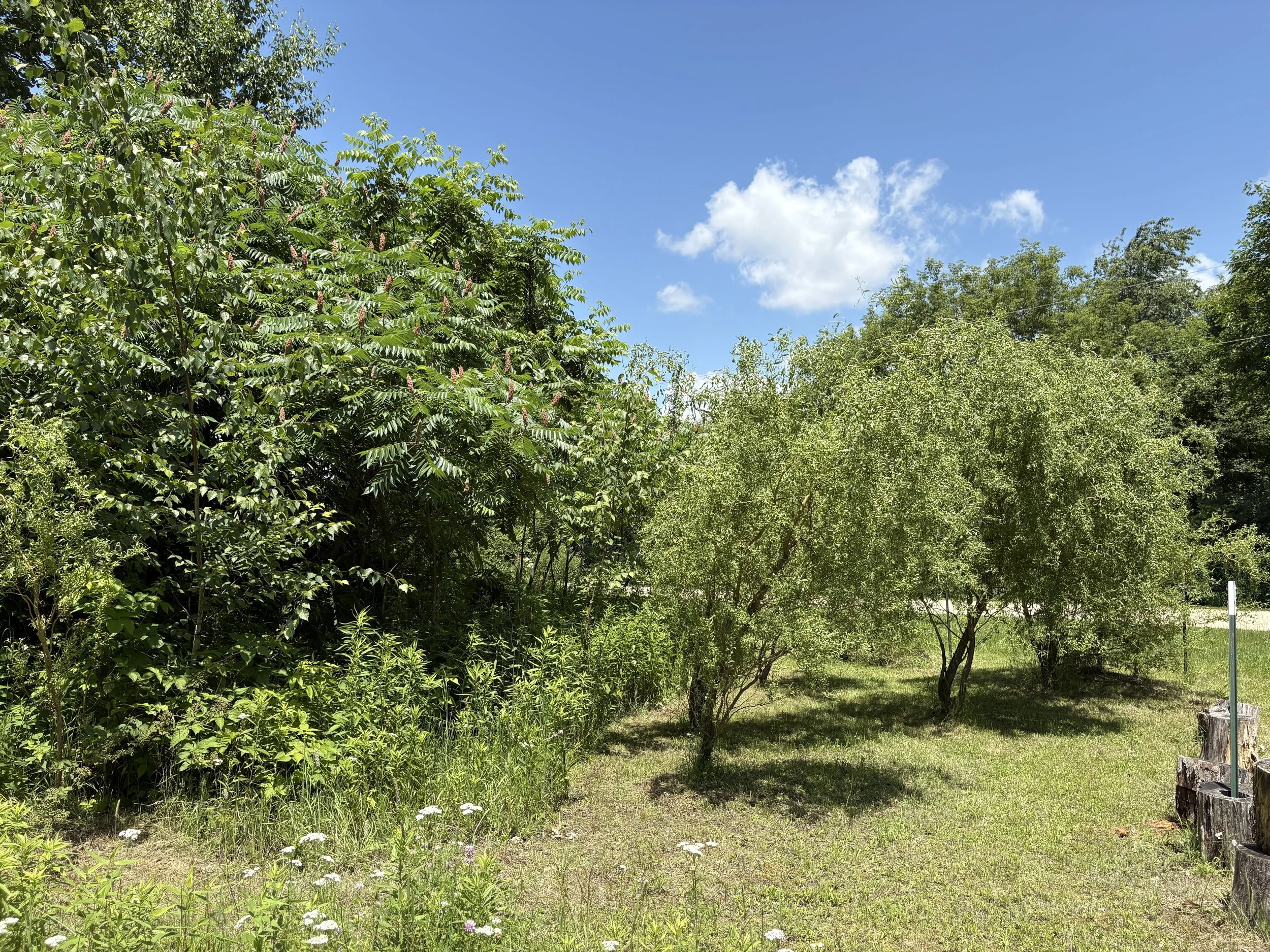 IMG_1579.jpeg