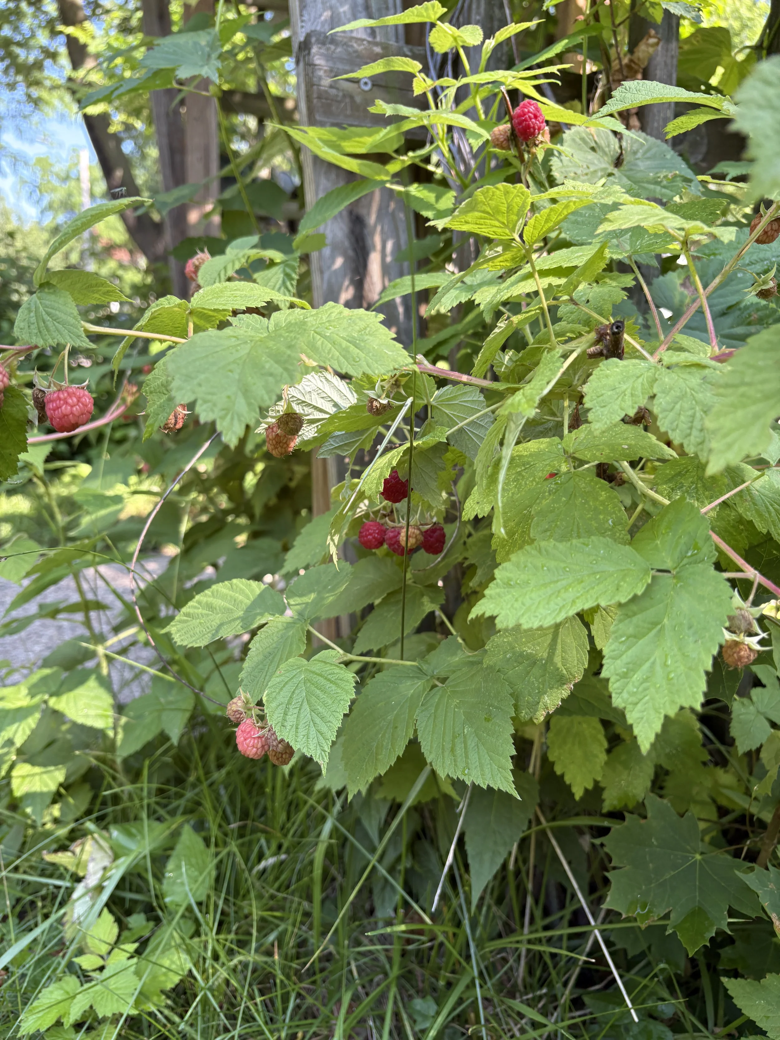 IMG_1563.jpeg