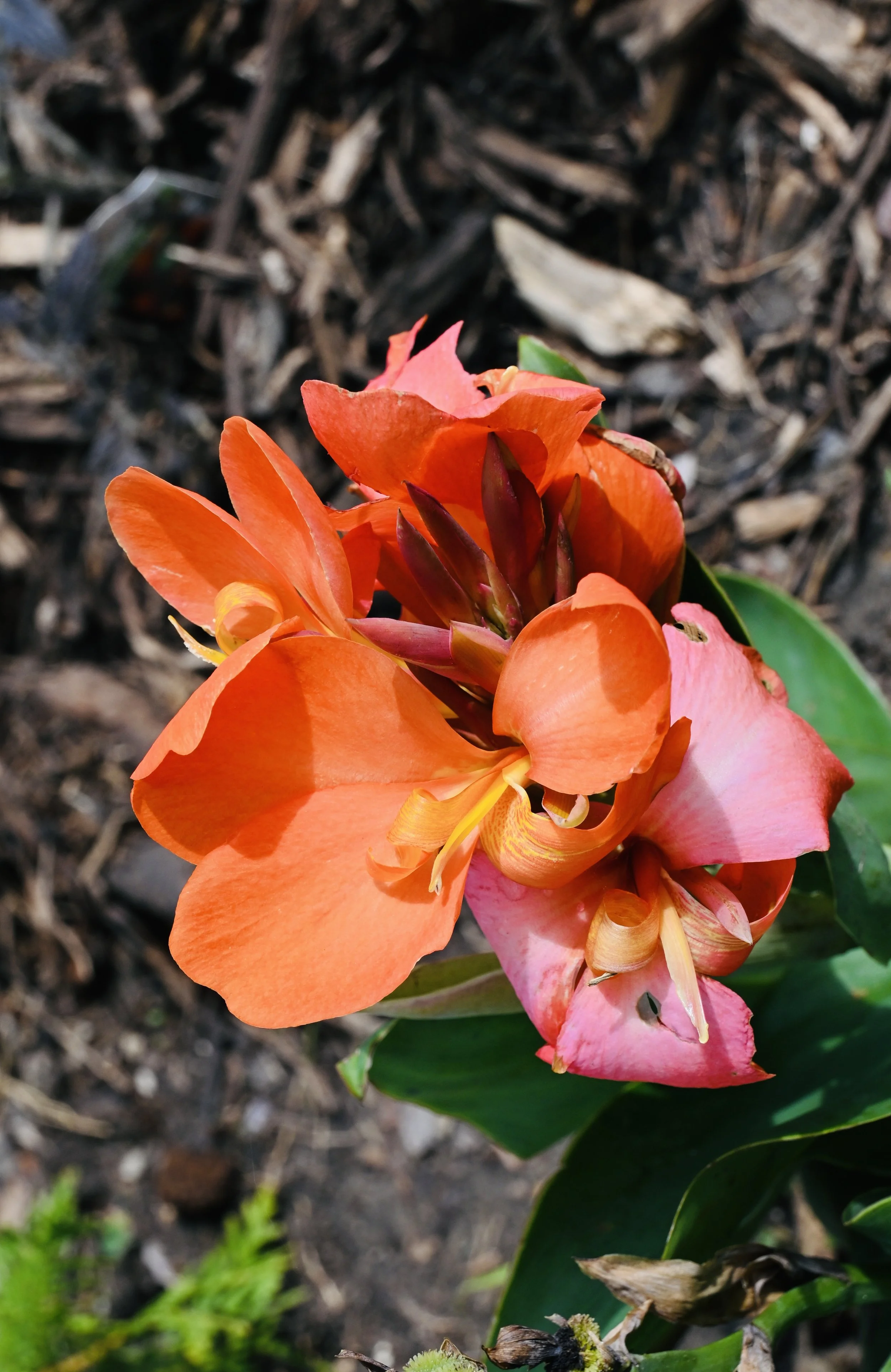 DSC_0022.jpeg
