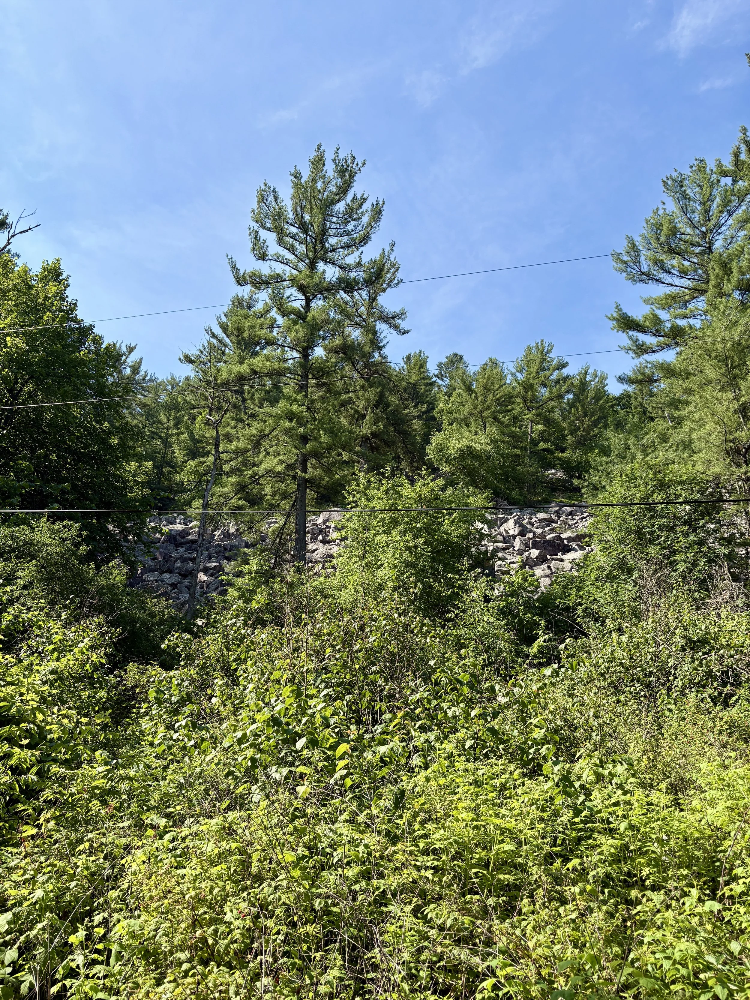 IMG_1445.jpeg