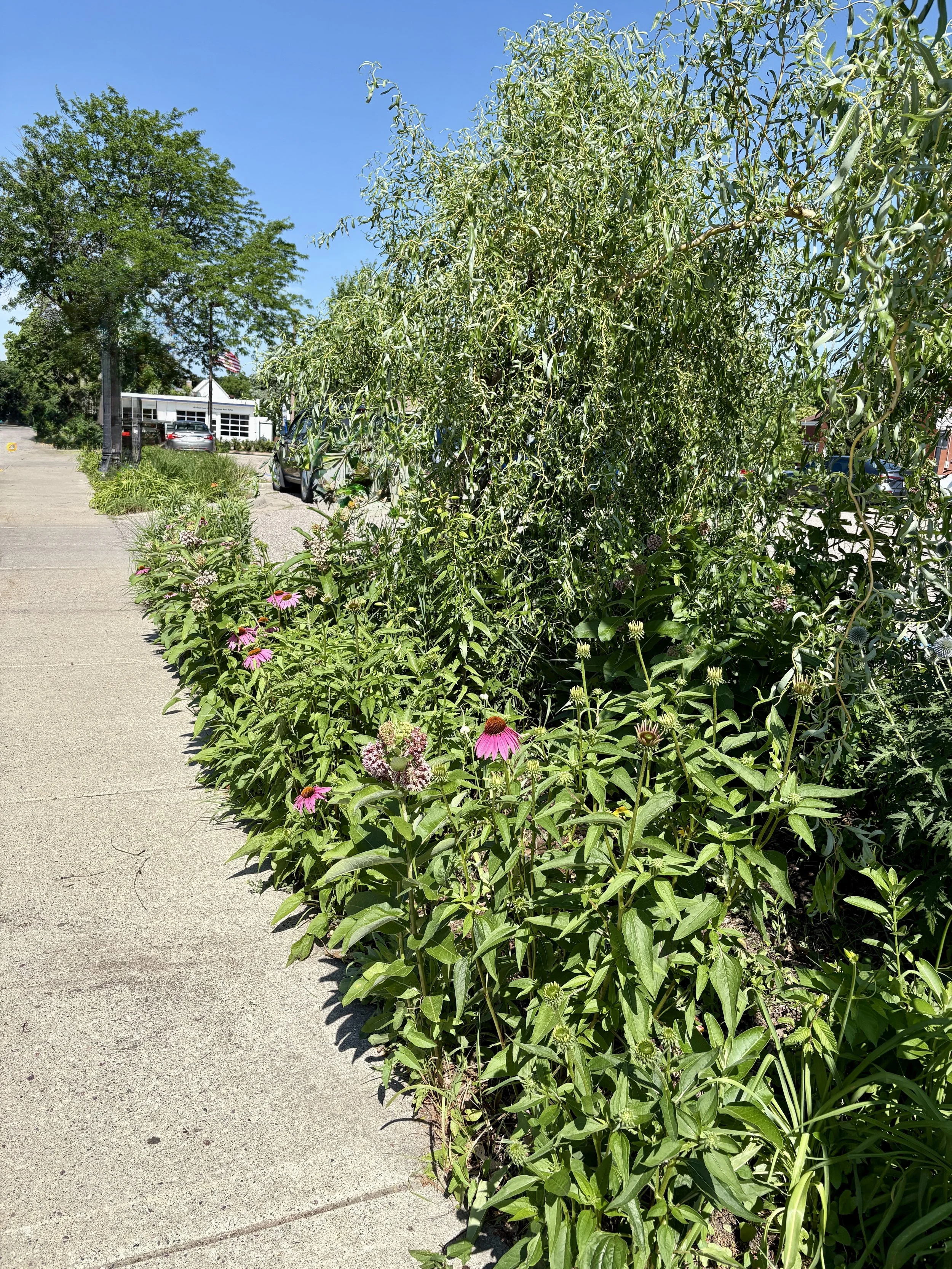 IMG_1393.jpeg