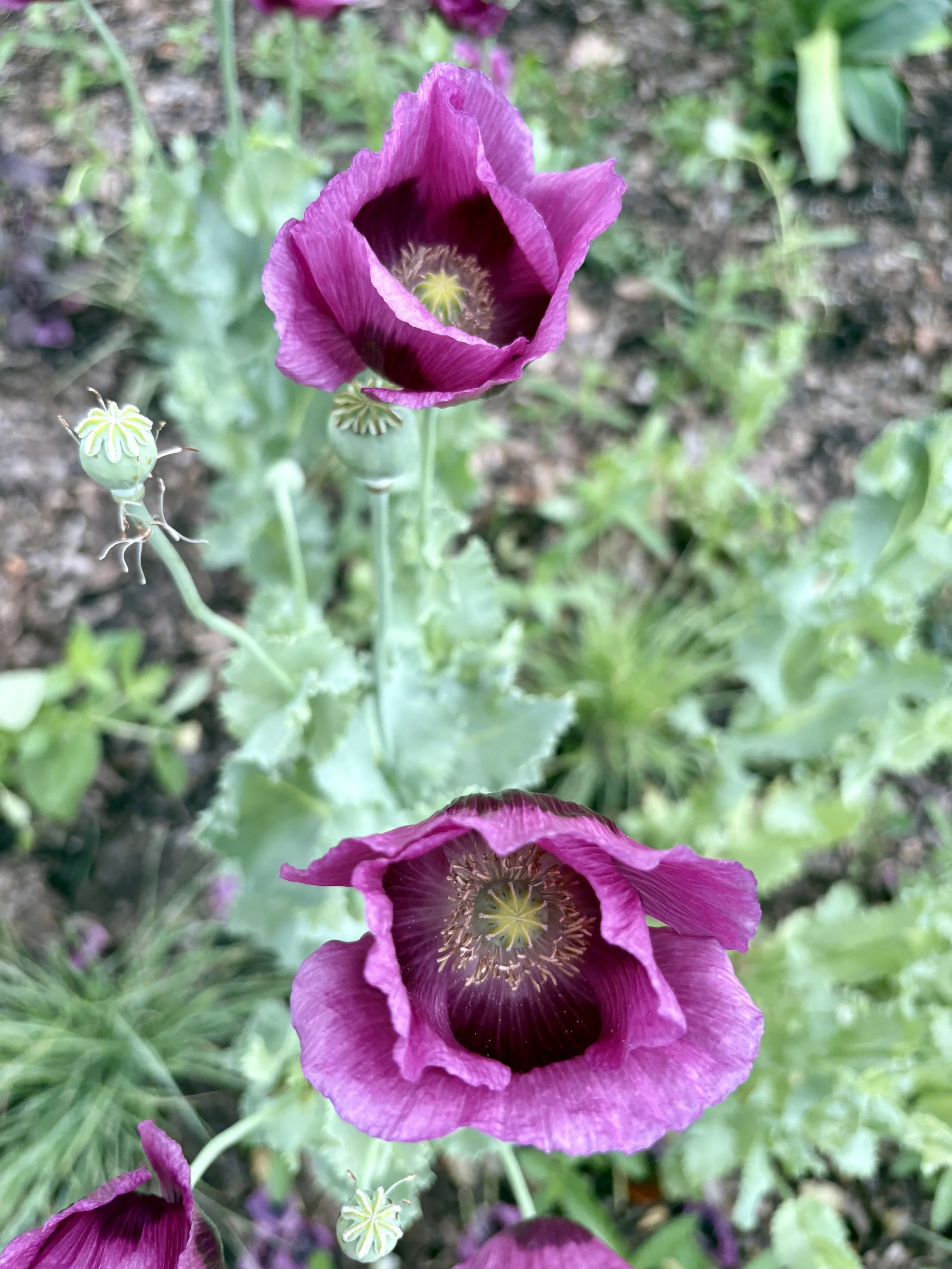 IMG_1277.jpeg