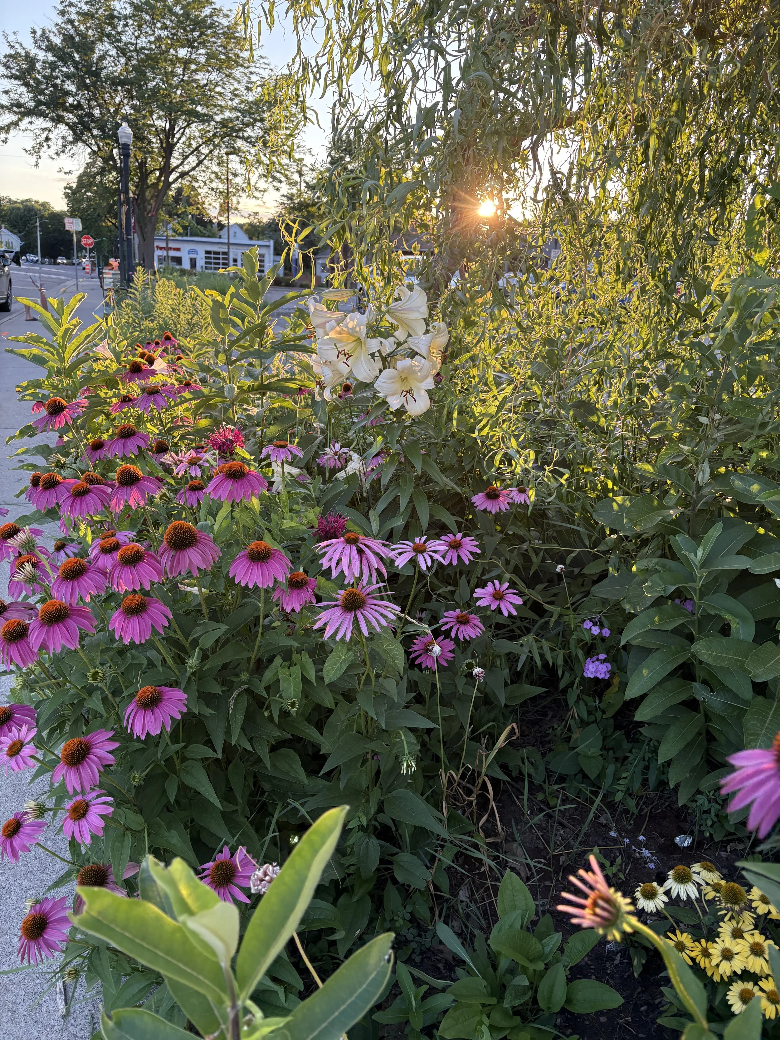 IMG_2317.jpeg