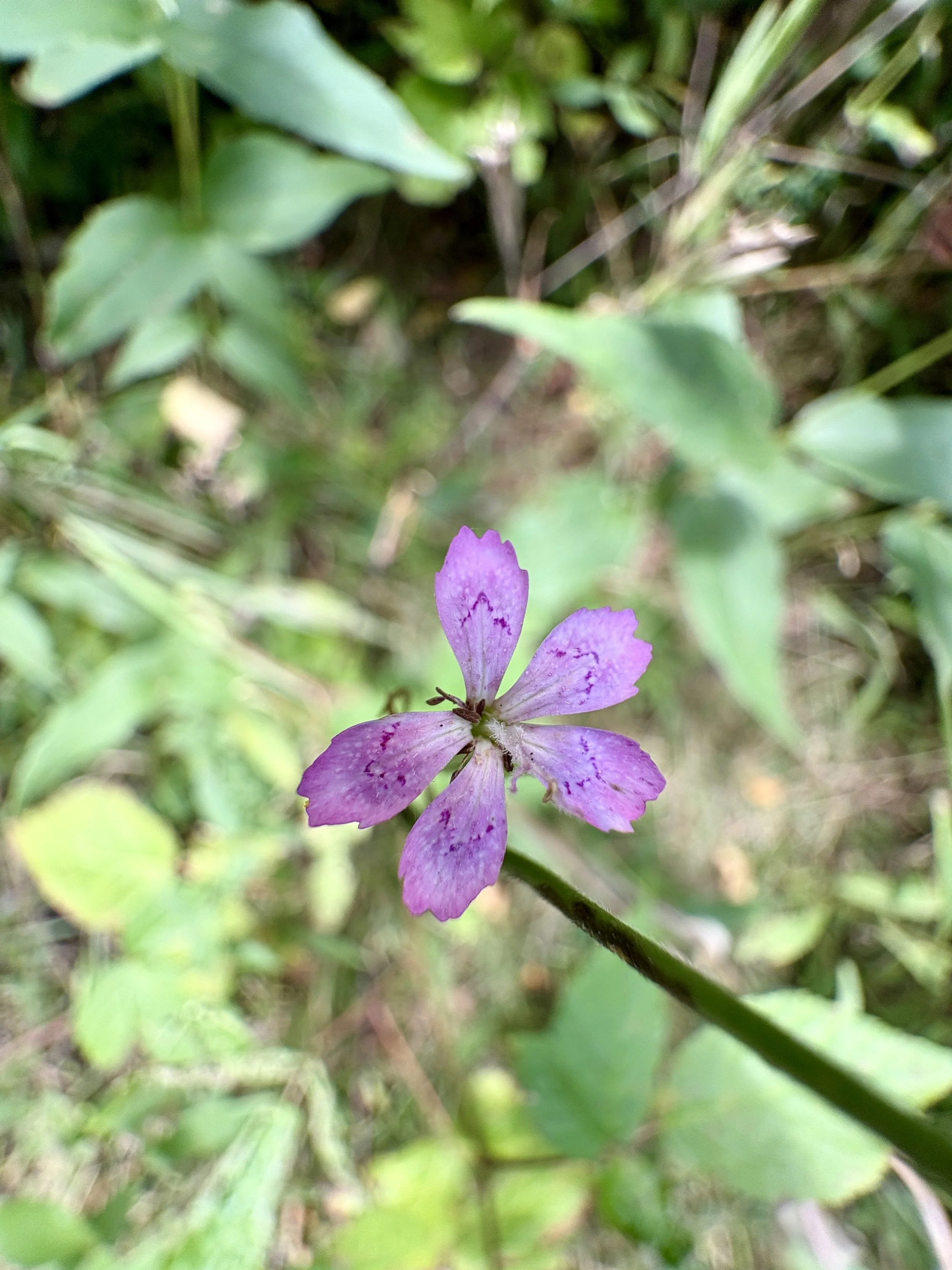IMG_4602.jpeg