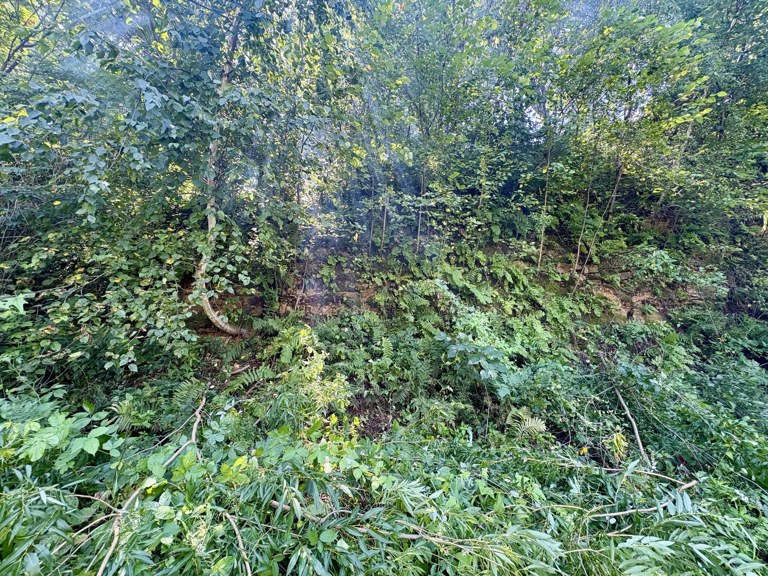 IMG_4598.jpeg