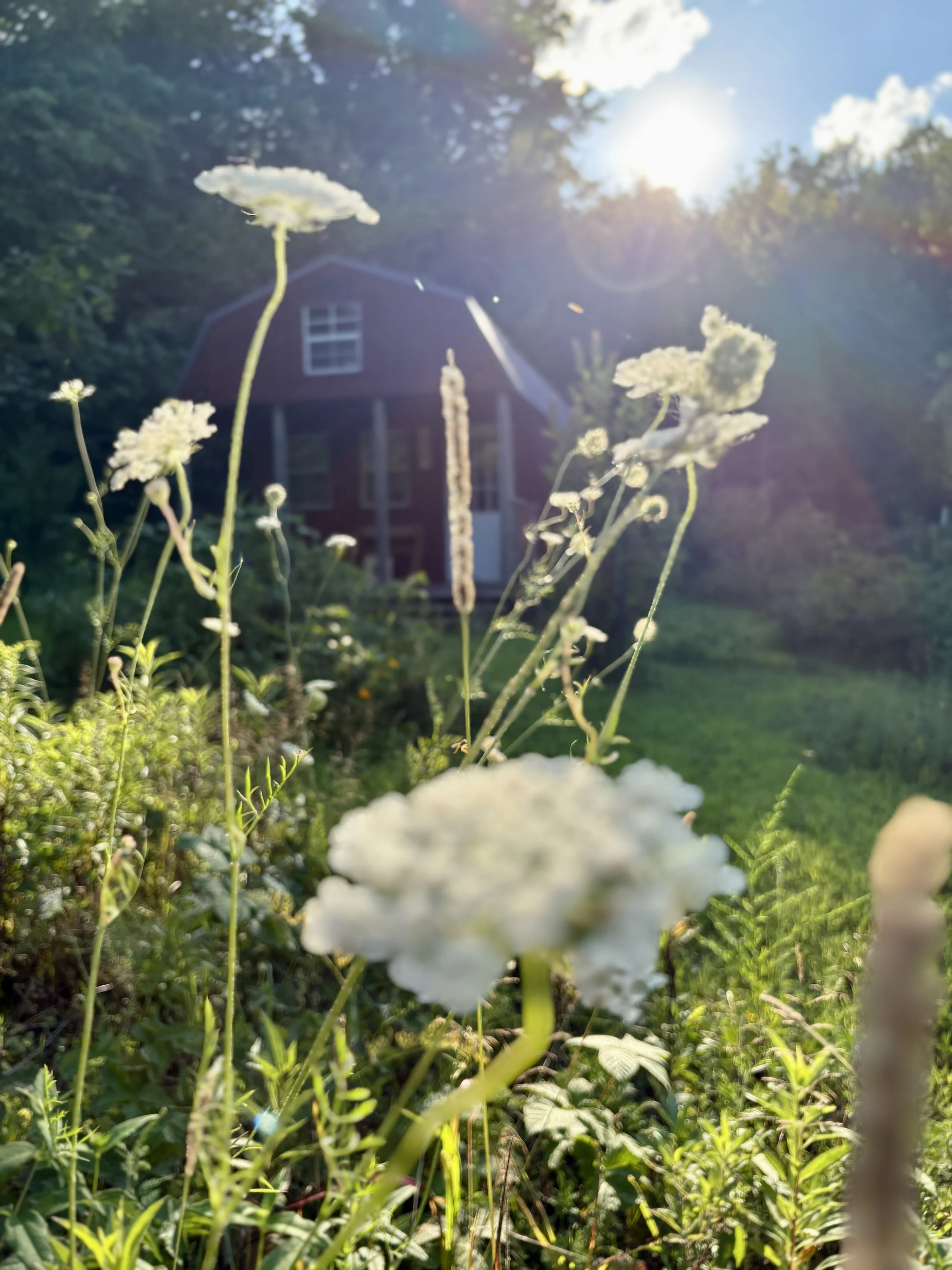 IMG_3976.jpeg