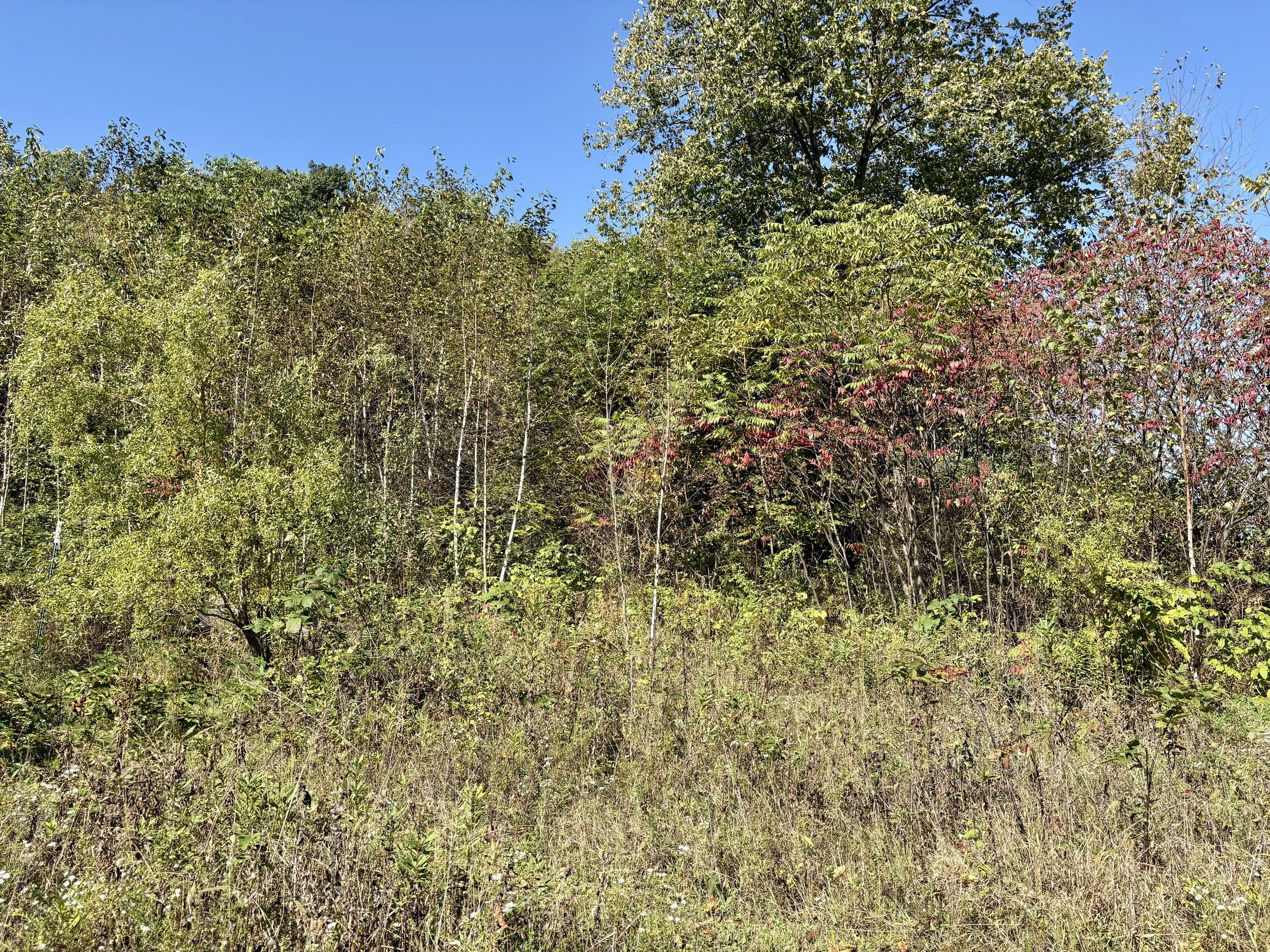 IMG_7203.jpeg