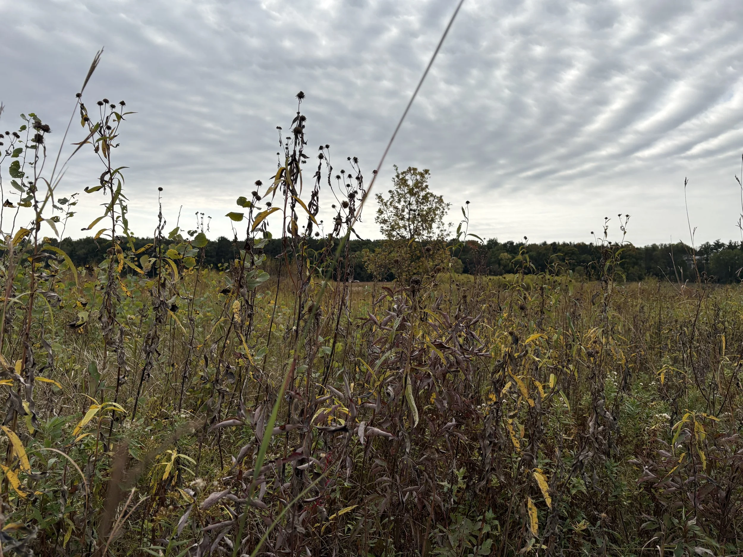 IMG_7642.jpeg