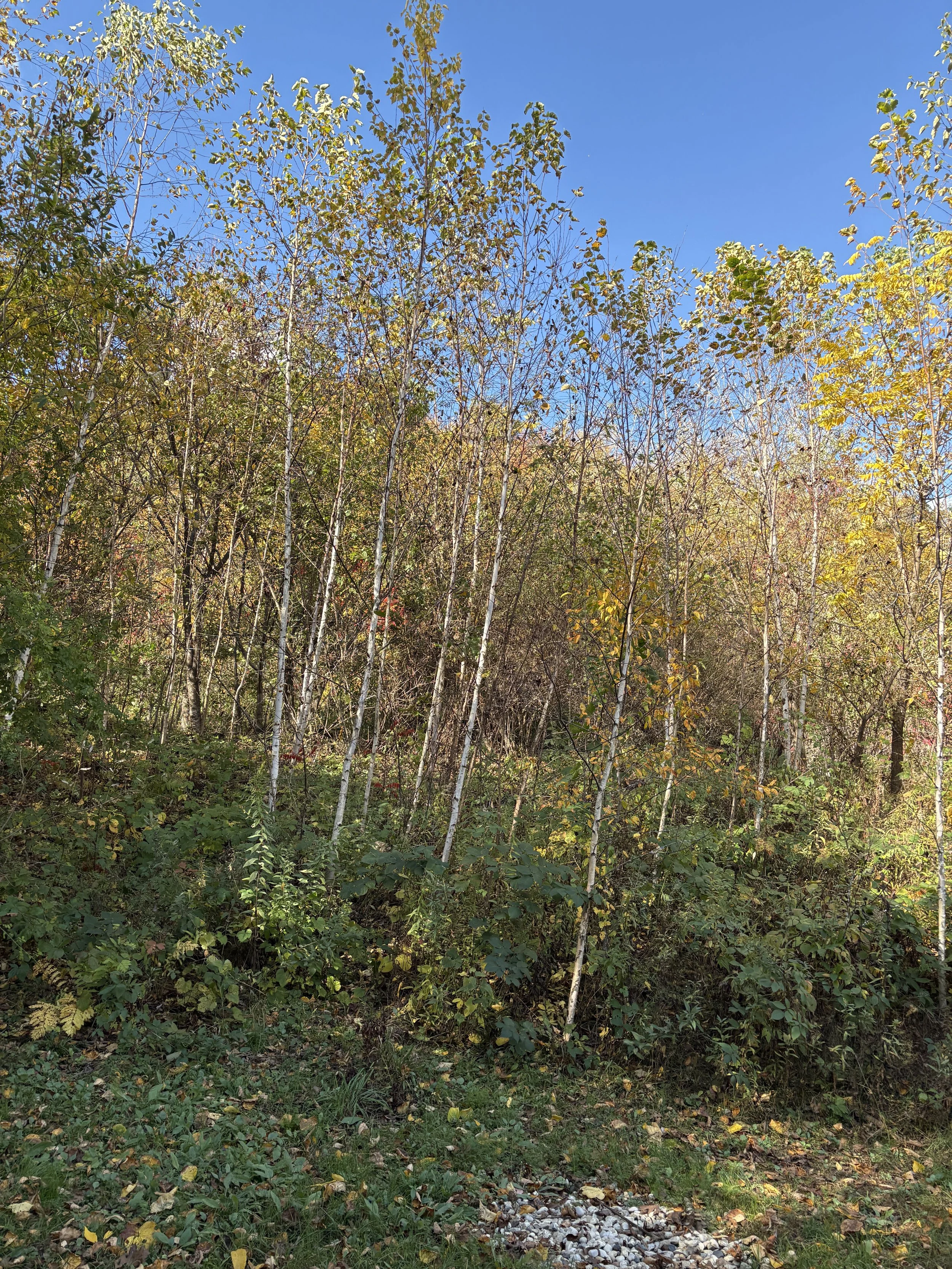 IMG_7912.jpeg