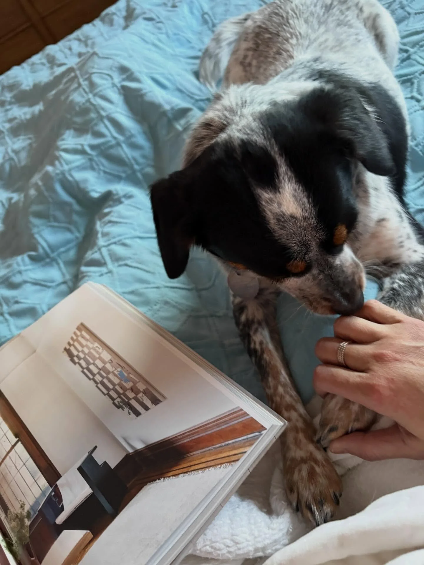 Slow Sundays are made for my Moxie and I. 

She is helping me read @remodelista @remodelistajc 
The Low Impact Home.