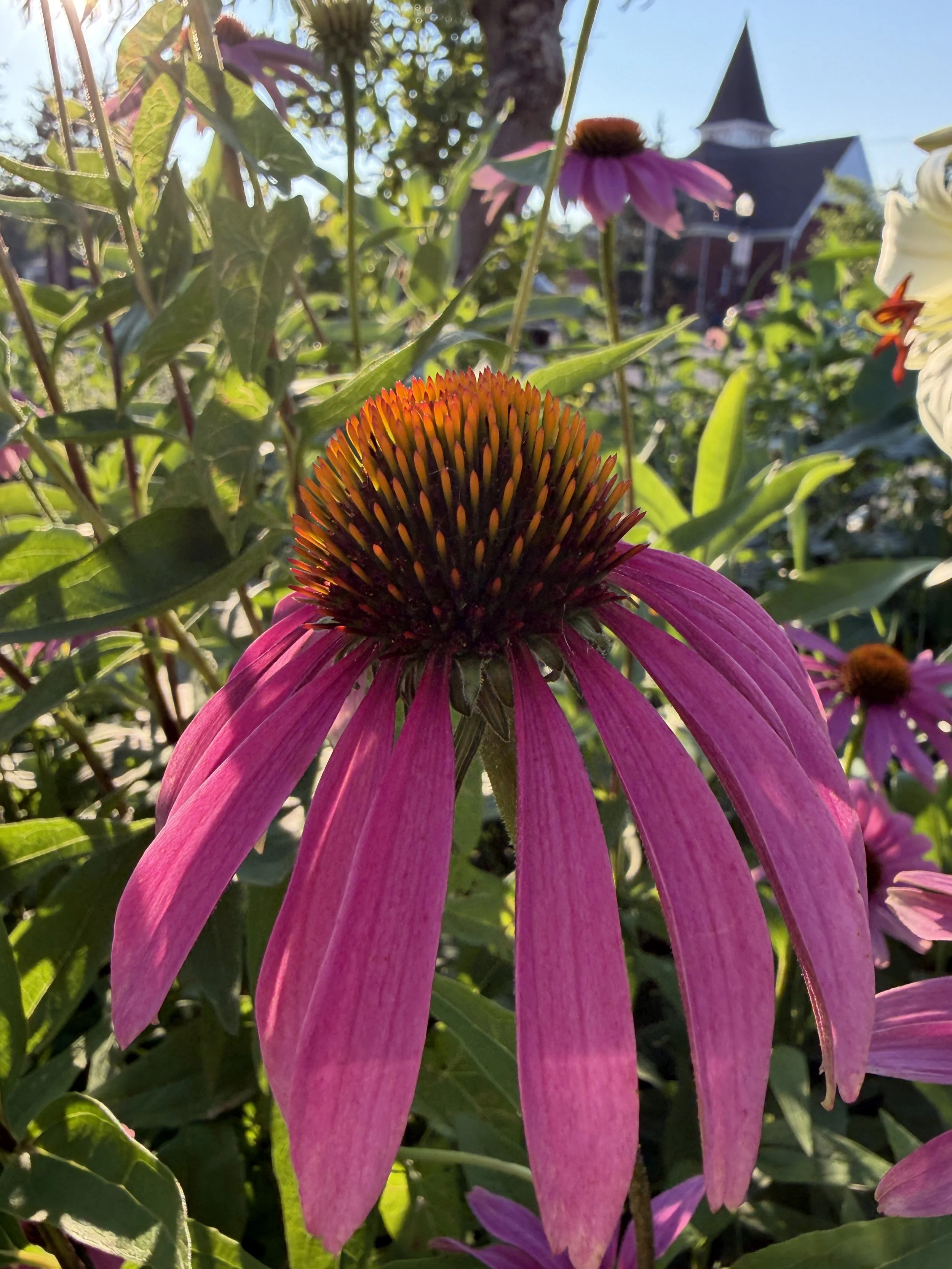IMG_4322.jpeg