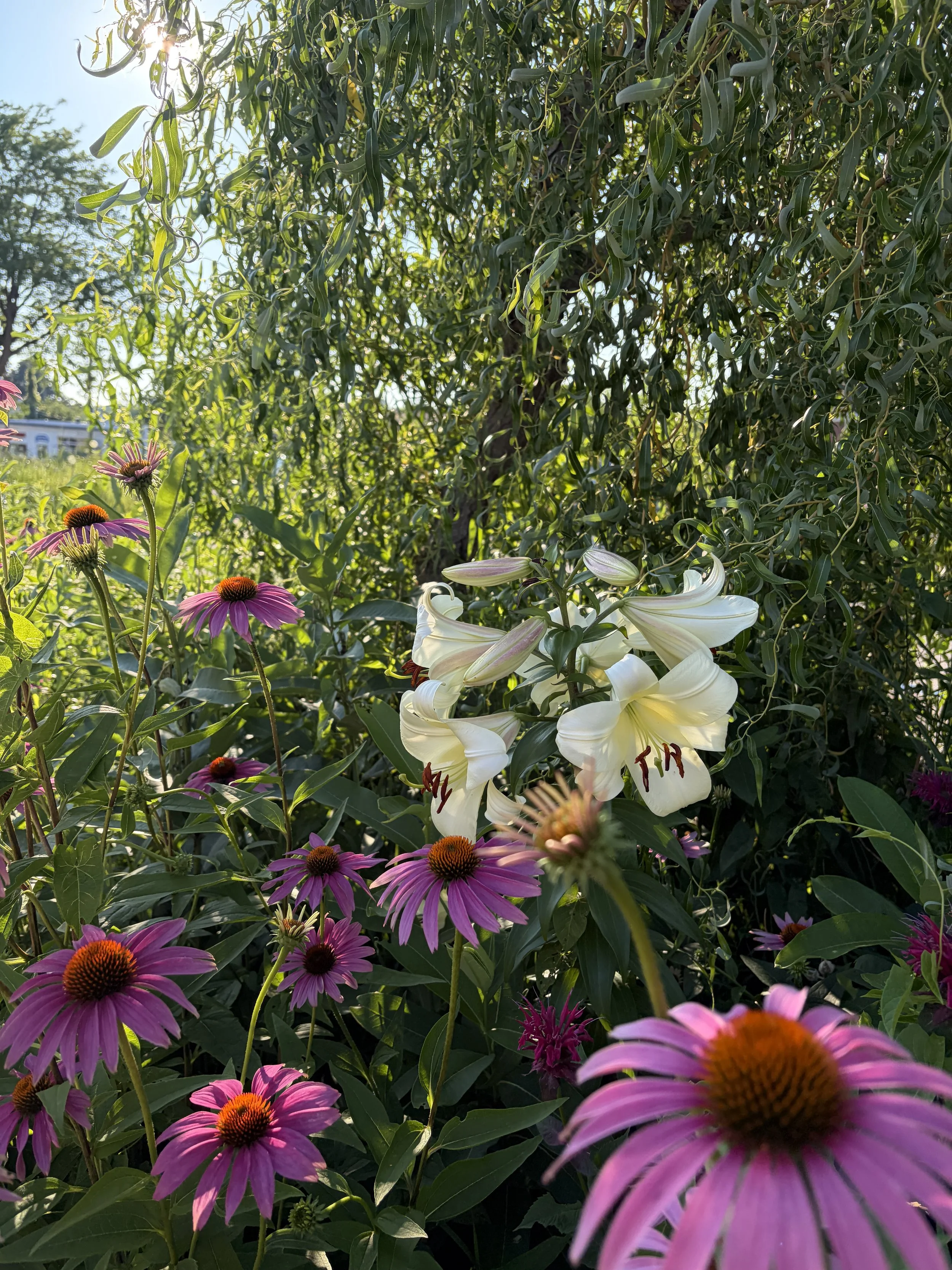 IMG_4309.jpeg