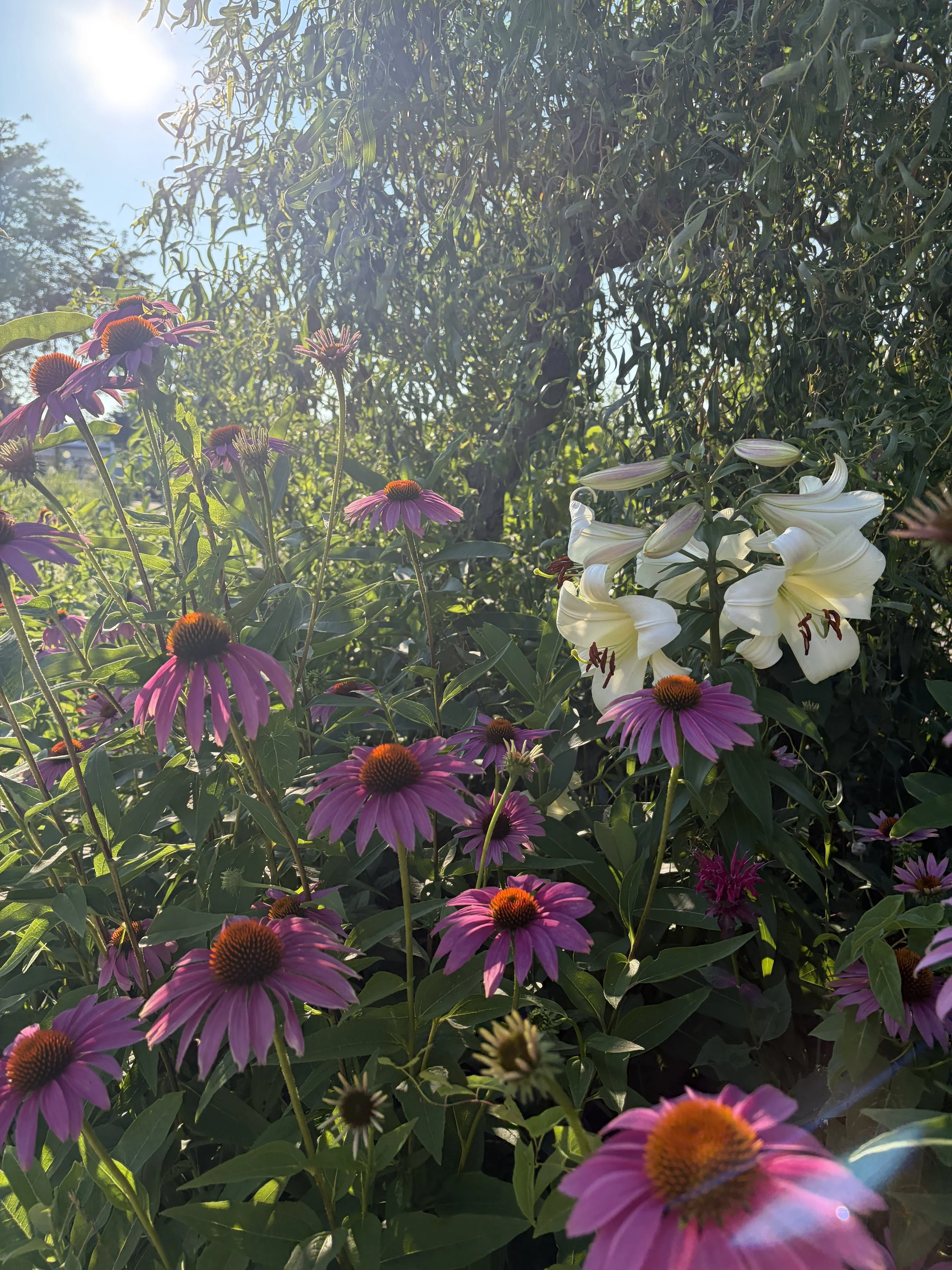 IMG_4308.jpeg