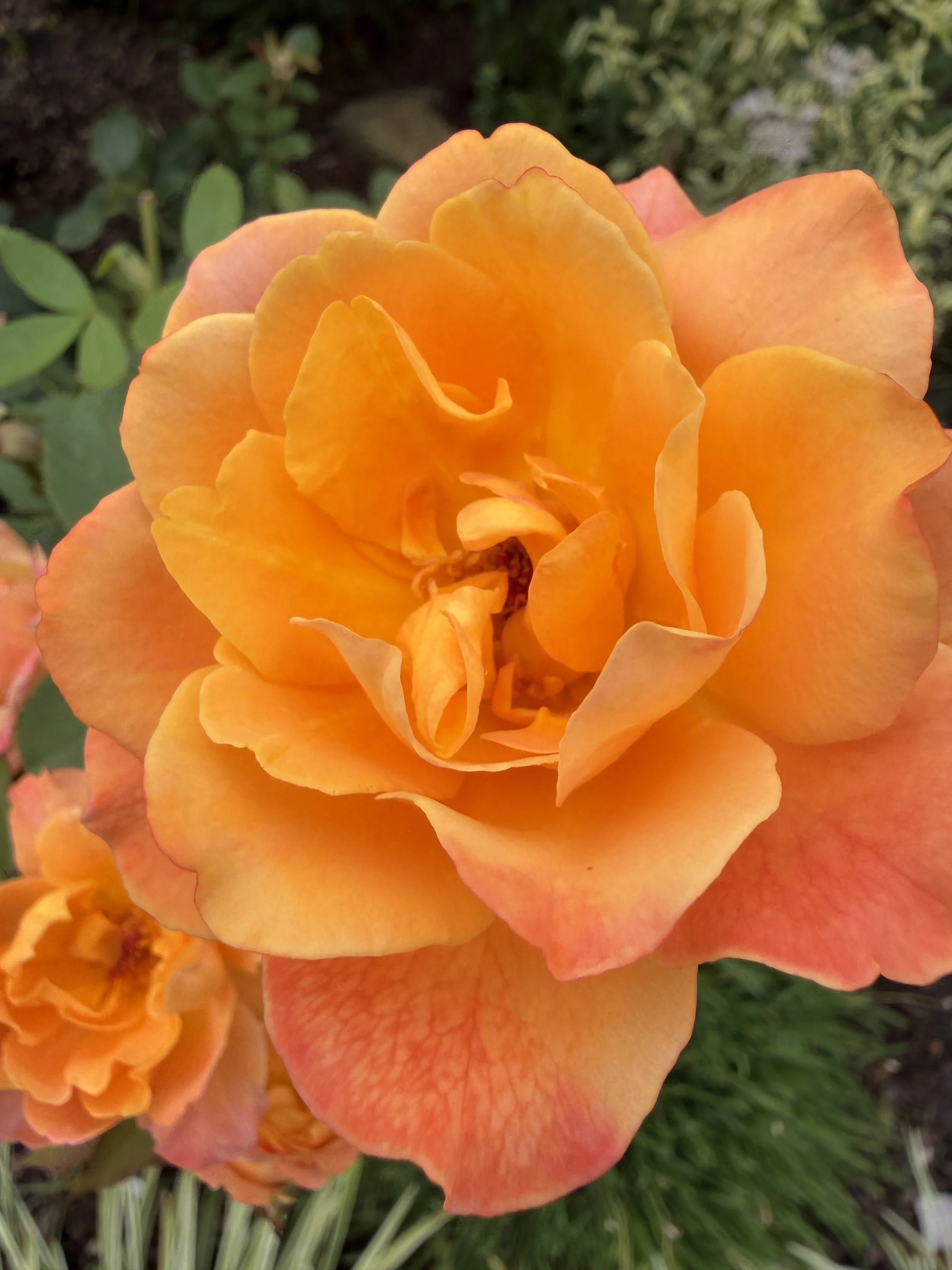 IMG_6479.jpeg