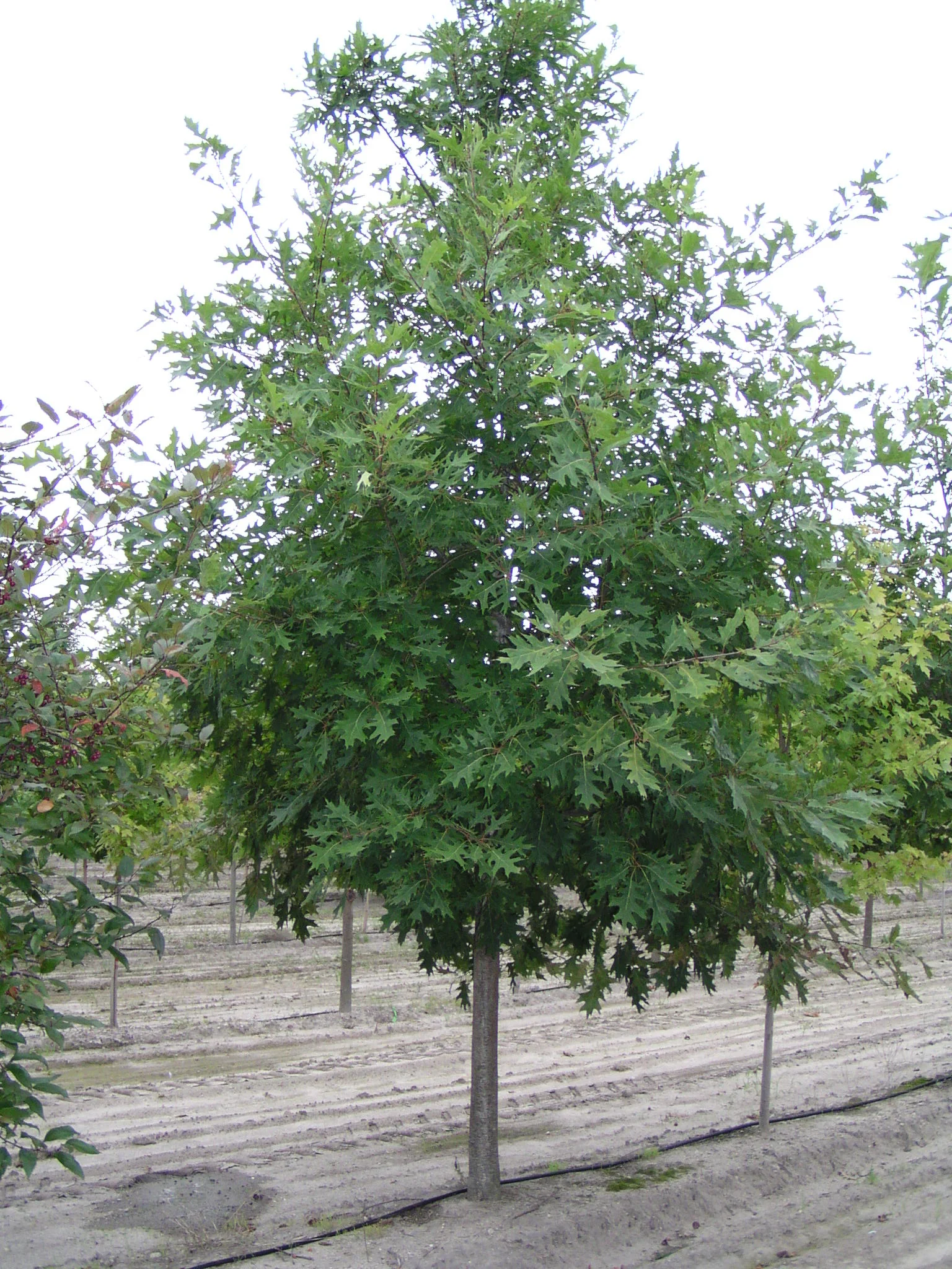 Red Oak-1.jpg