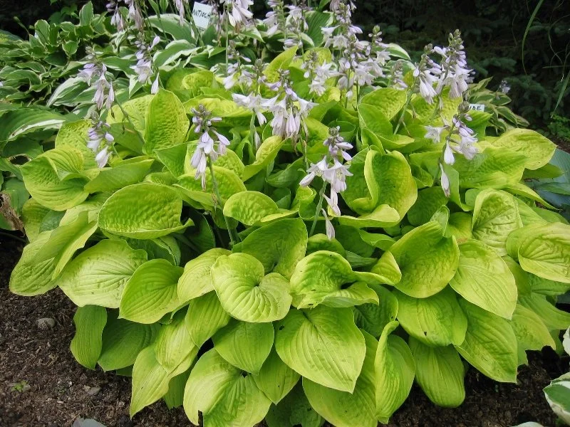Hosta.jpg