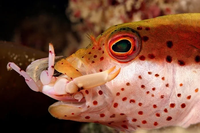 Hawkf_Tetralia_rubridactyla.jpg