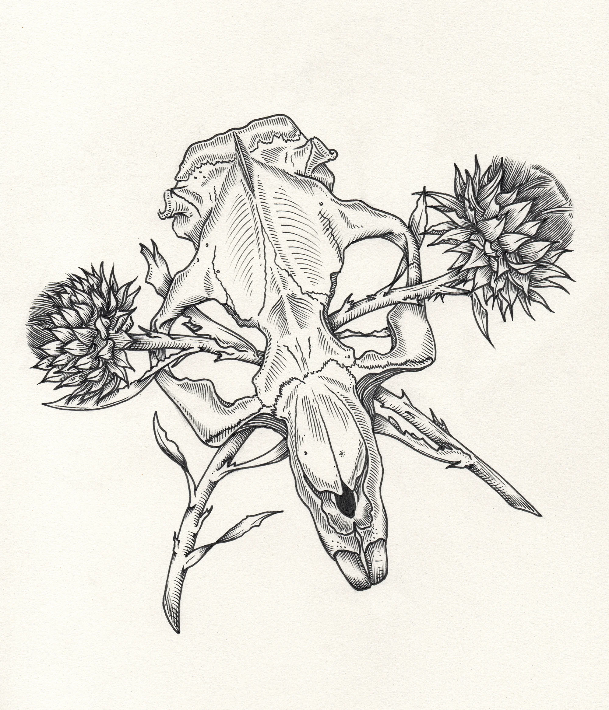 Beaver Skull & Thistle : ink & graphite on drawing paper