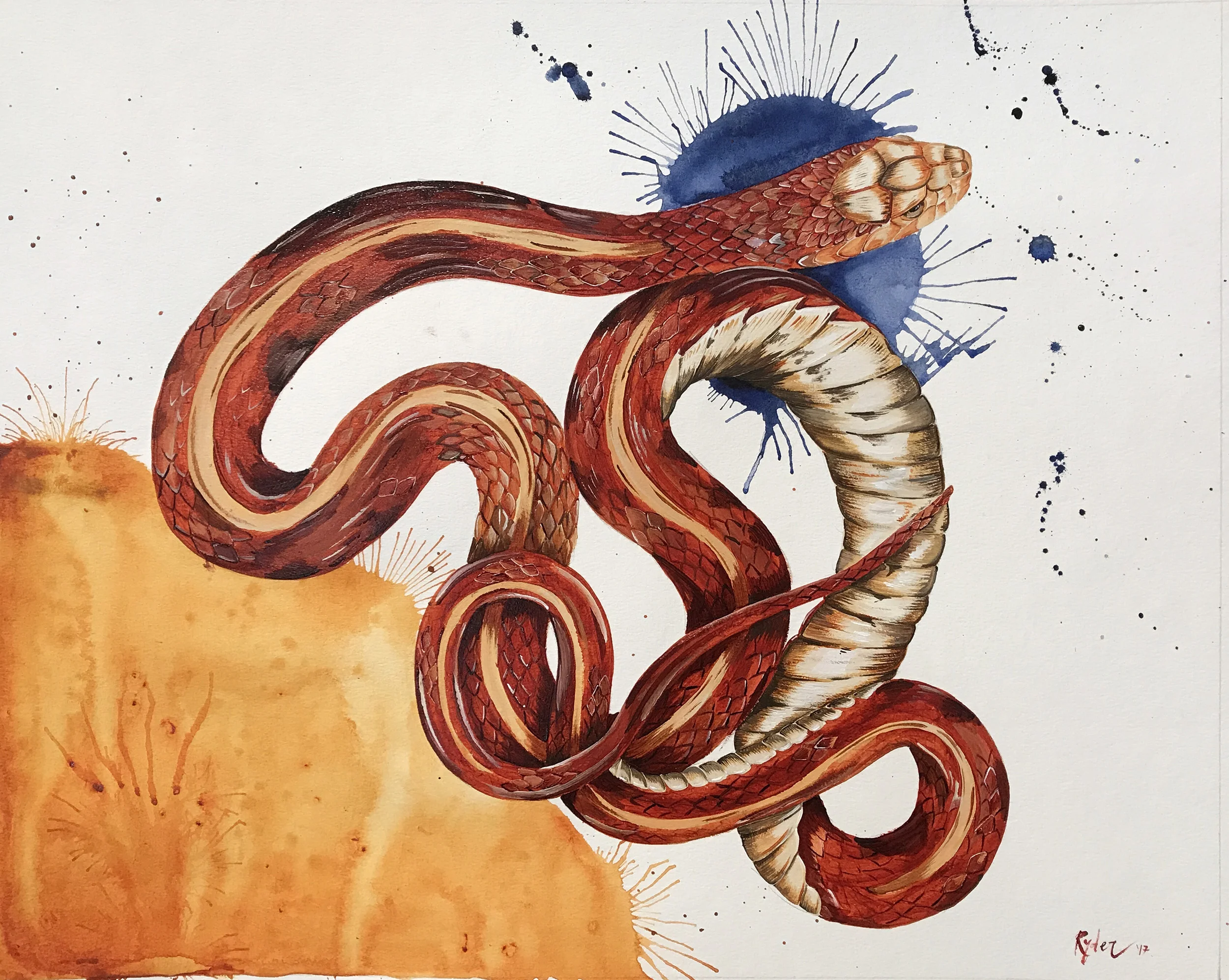Garter Snake : acrylic on cold press paper
