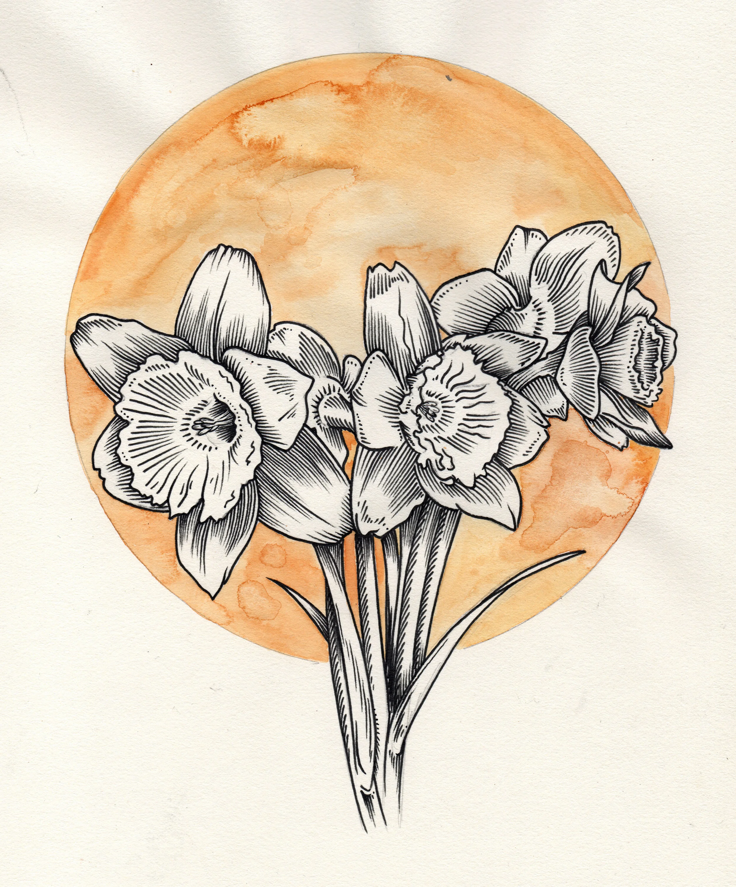 Daffodils : ink, graphite & watercolor on drawing paper