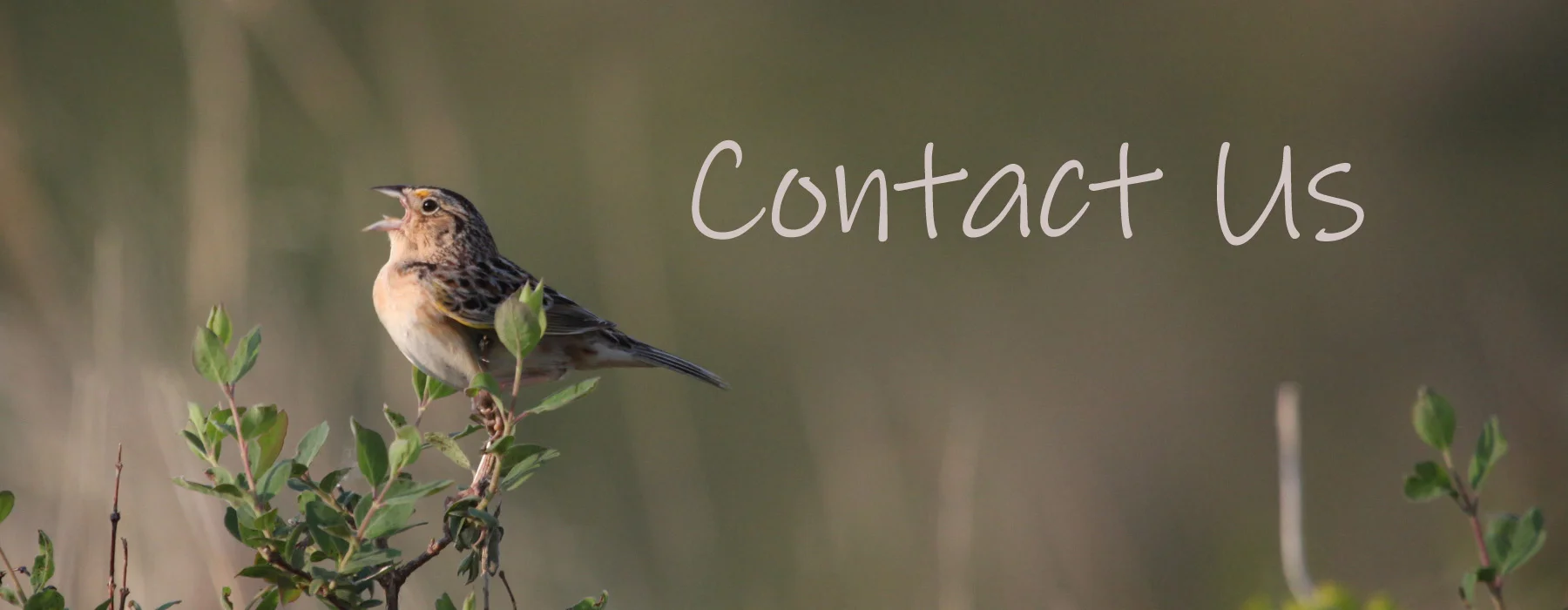Grasshopper_Sparrow.jpg