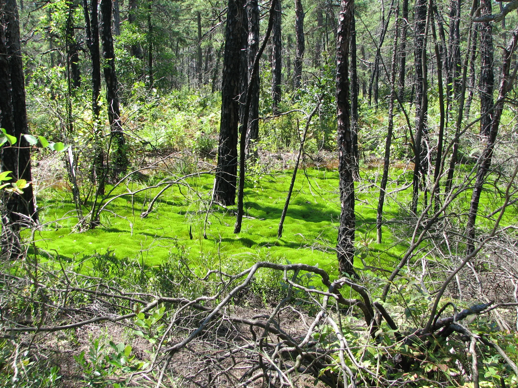 "New Jersey Pinelands:  A Photographic Journey", Al  Horner 