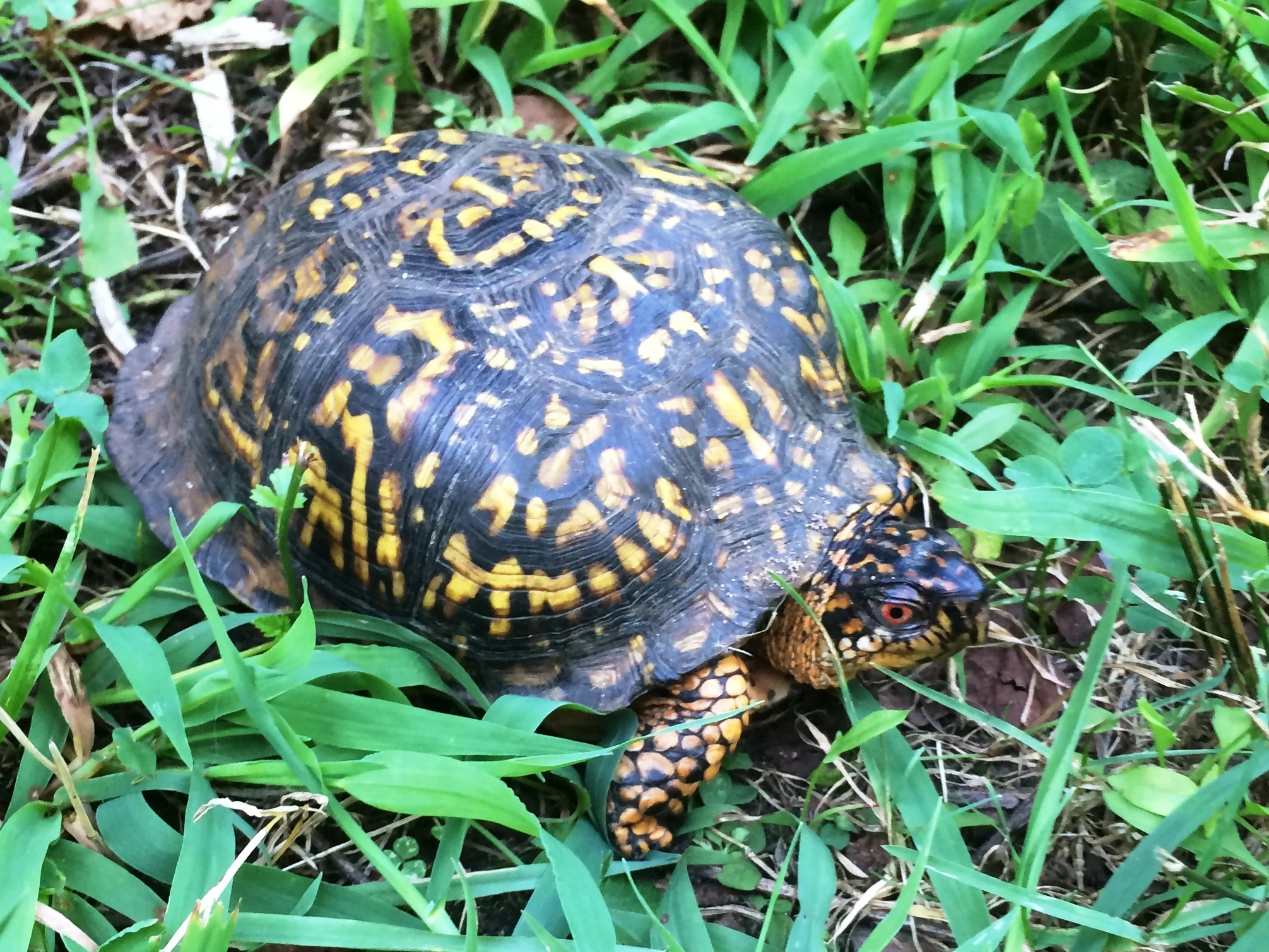 FAMILY NIGHT: "Feathers &amp; Fur - Investigating Animal  Coverings", Turtle Back Zoo 
