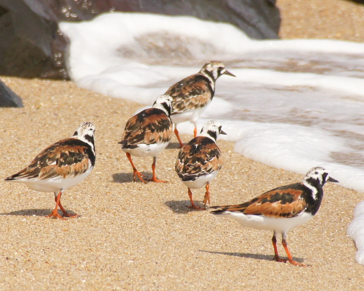 "Fall Migration Update and Ask Me Anything About Birding", Rob Fanning