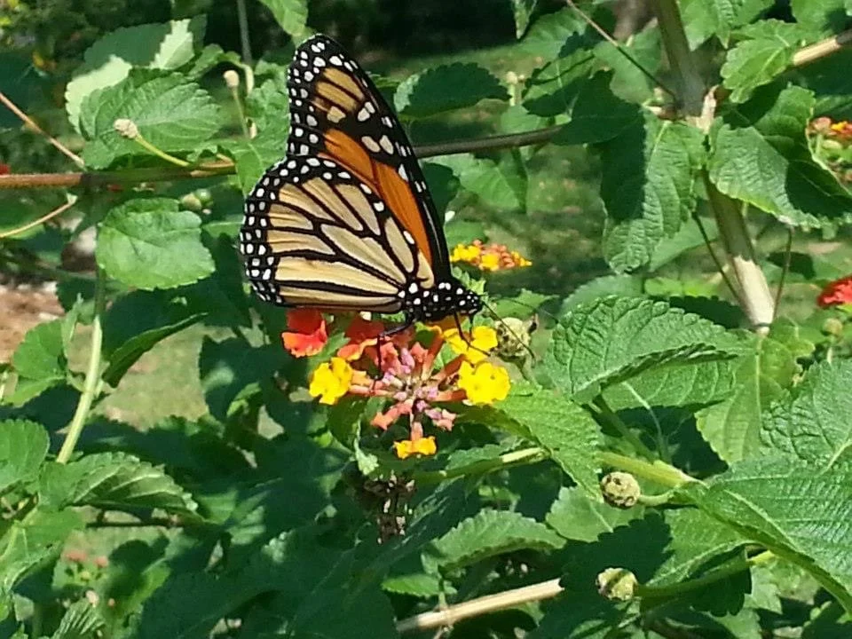 MCAS Butterfly and Bird walk at Tatum Park