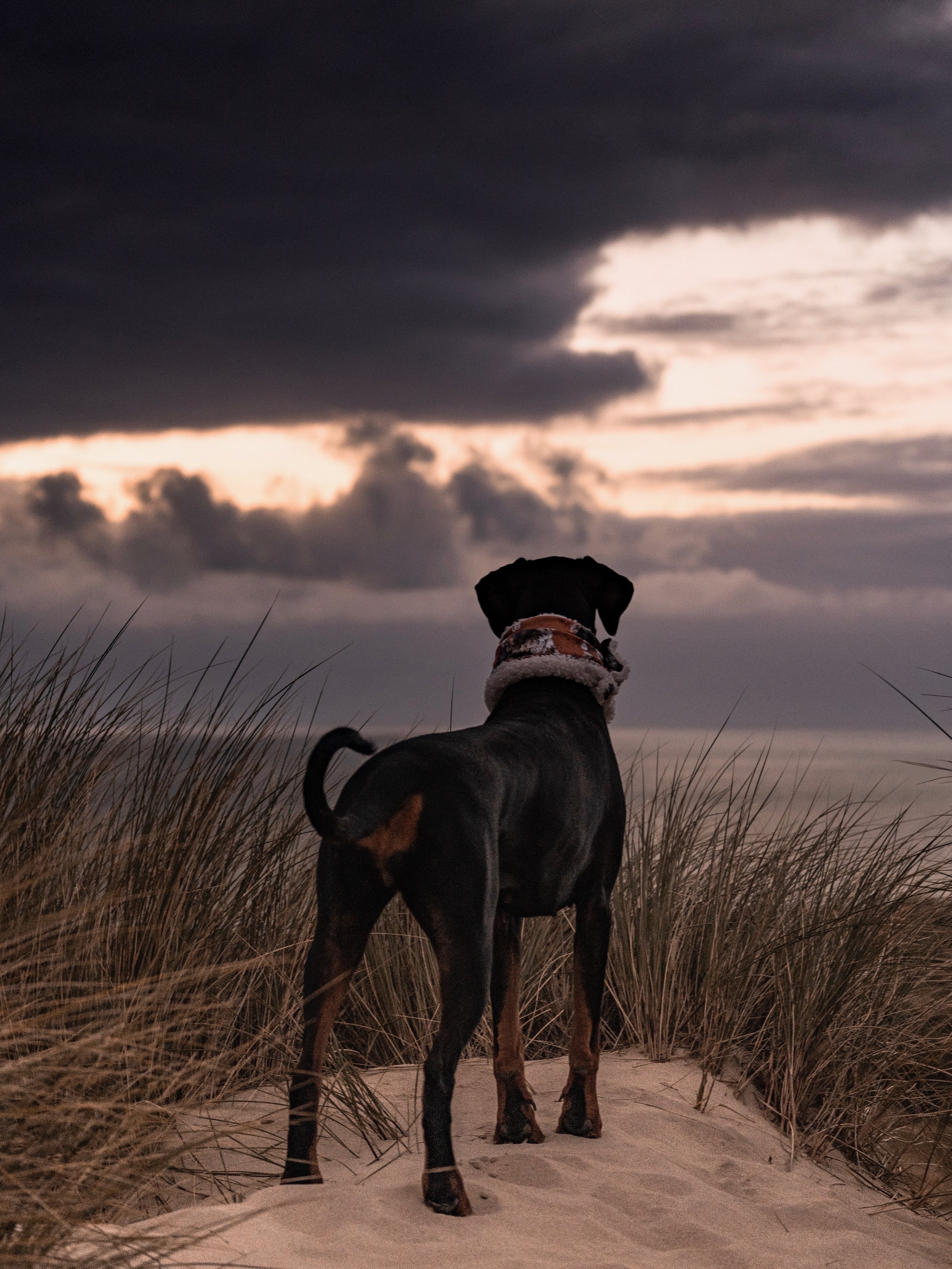Day out to the beach & woods