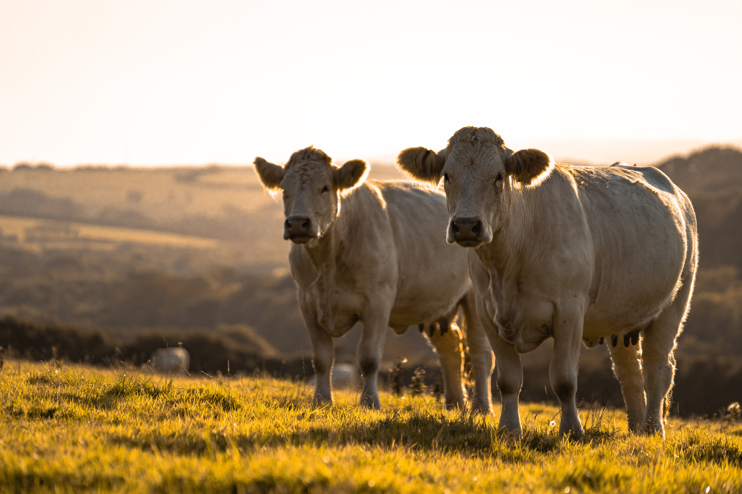 Field of cows