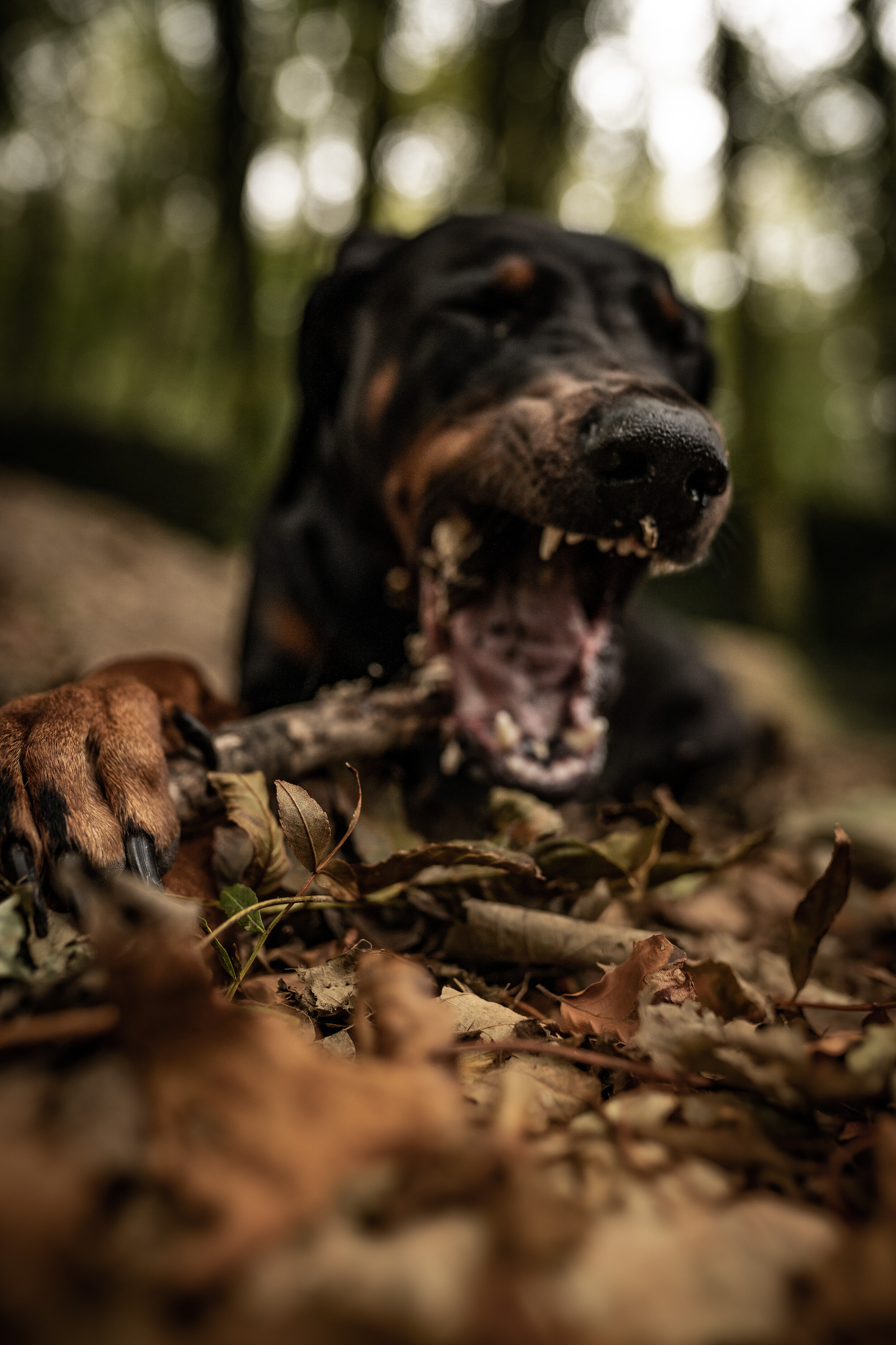 Autumn woodland walks