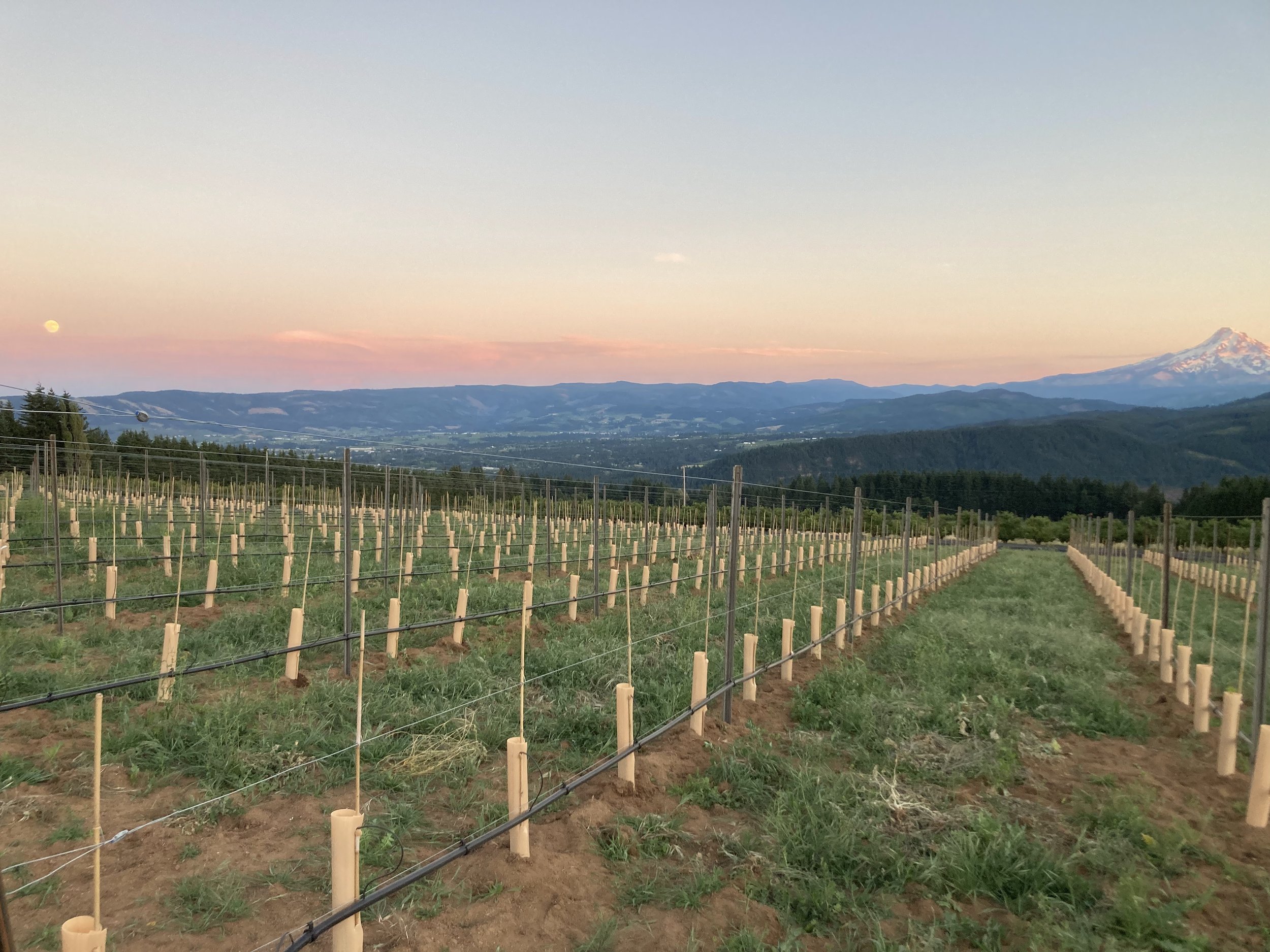 Hood River Wineries Columbia Gorge Wineries