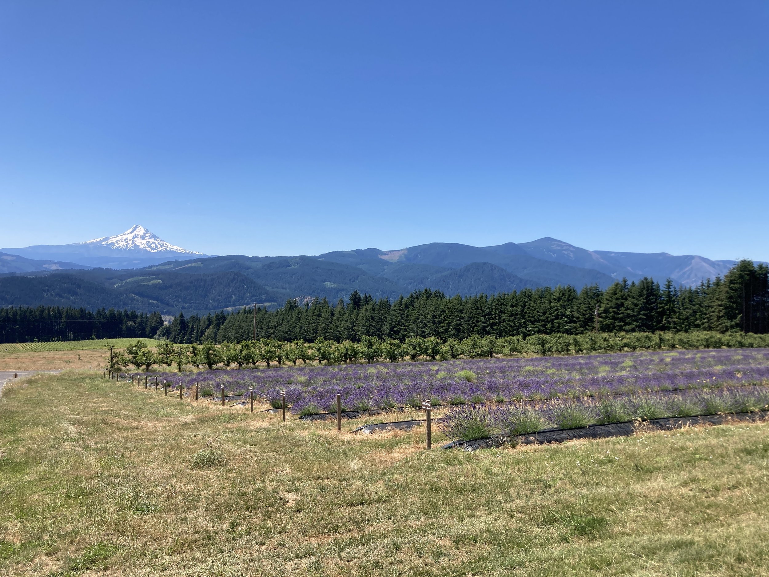 Hood River Lavender Columbia Gorge Lavender 