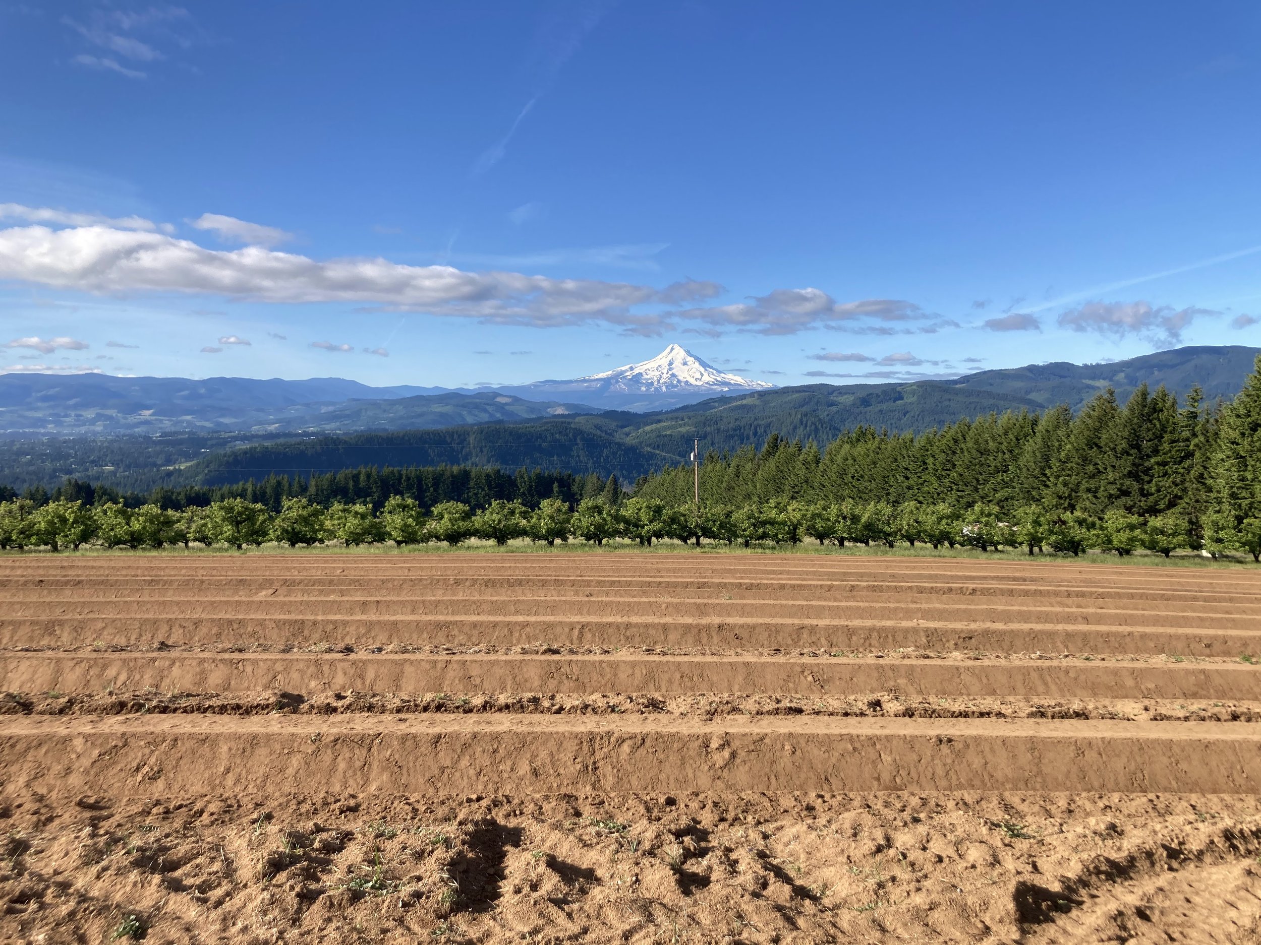 Hood River Lavender Columbia Gorge Lavender 