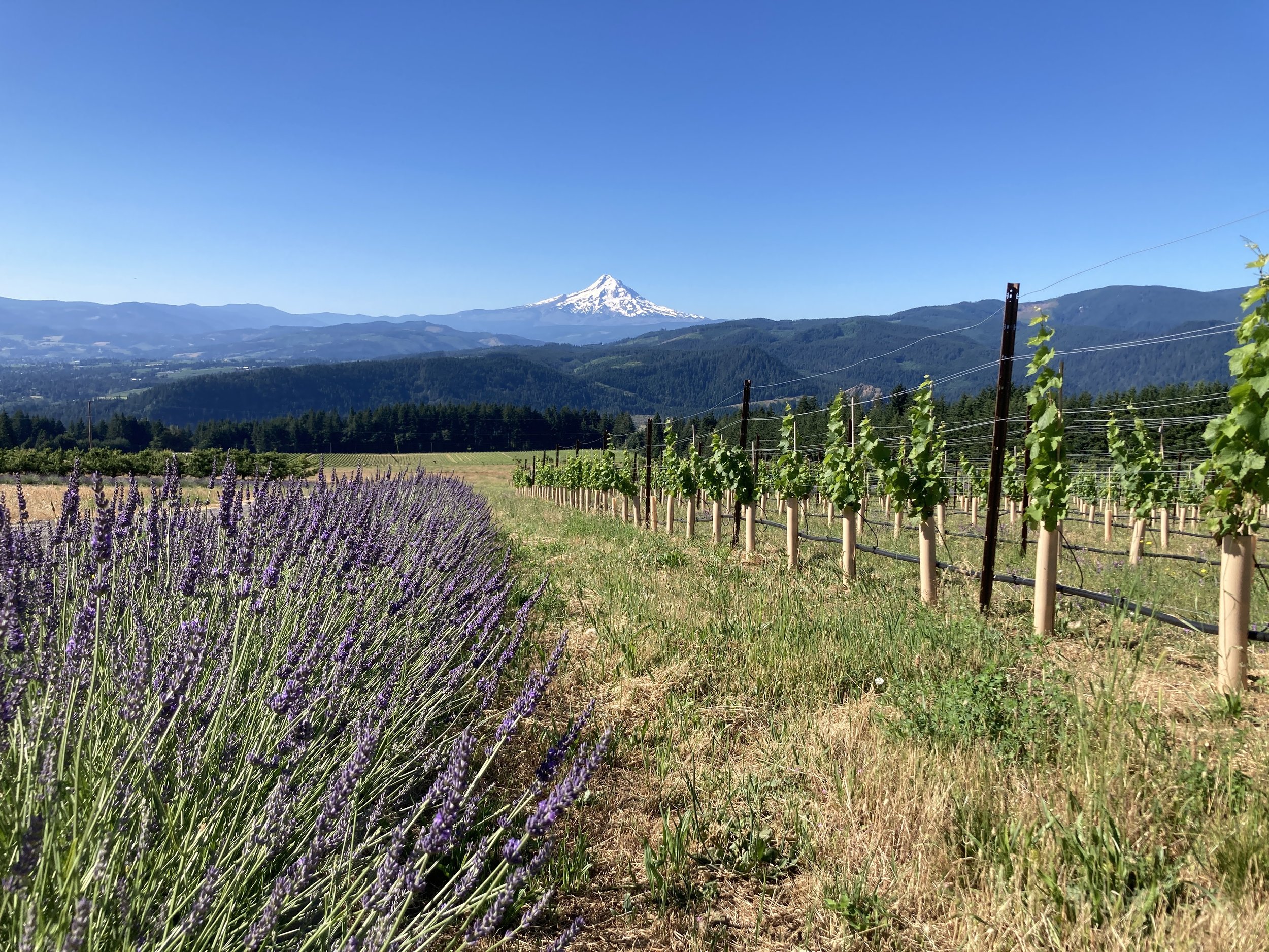 Hood River Lavender Columbia Gorge Lavender 