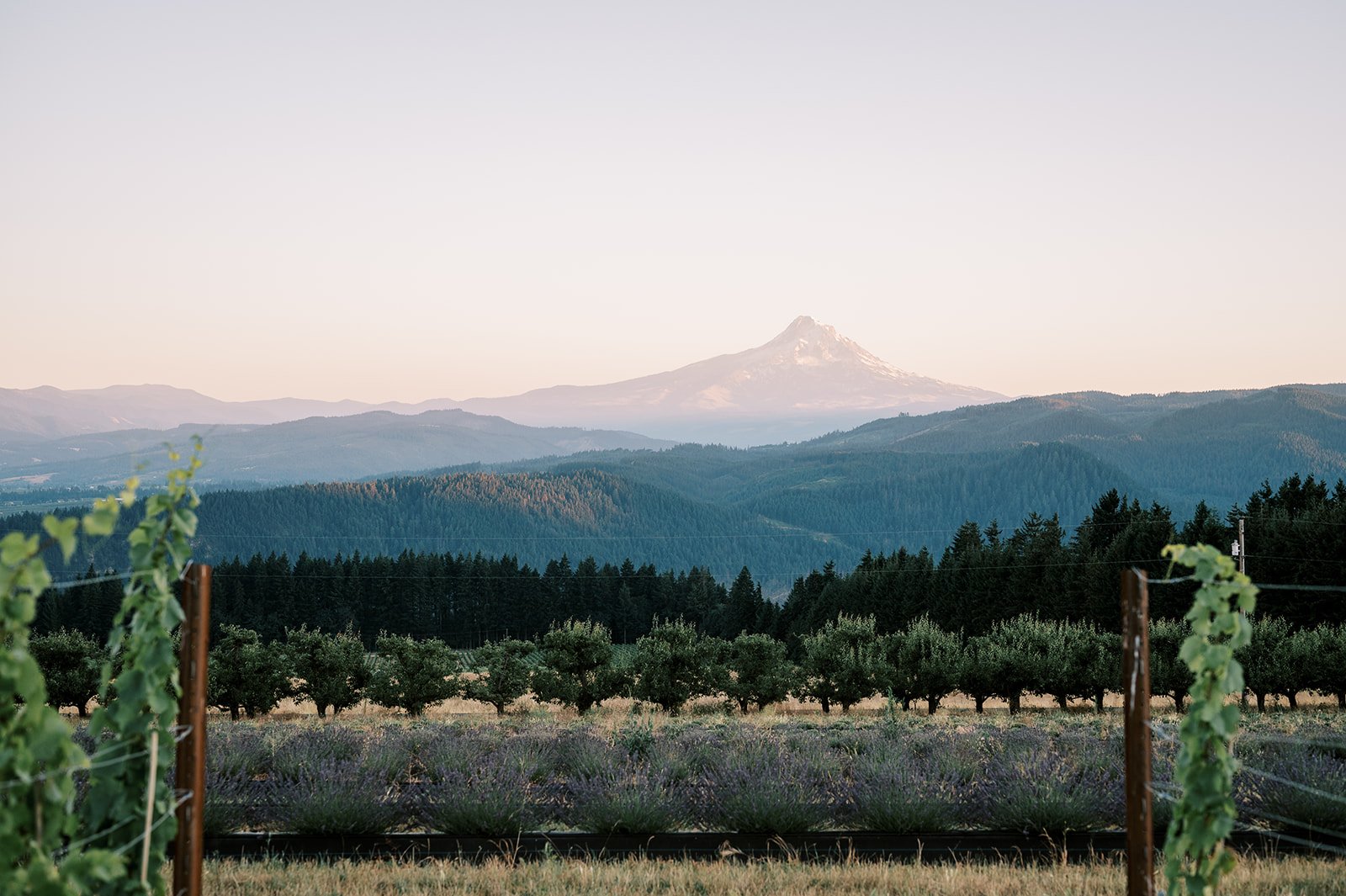 Hood River Lavender Columbia Gorge Lavender 