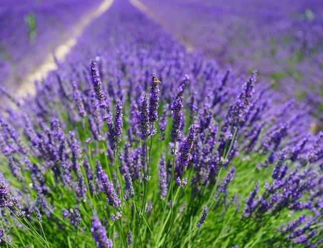 Hood River Lavender Columbia Gorge Lavender 