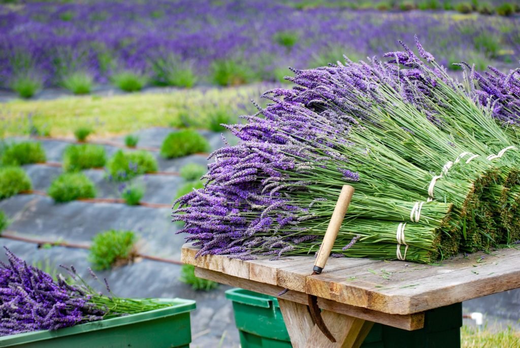 Hood River Lavender Columbia Gorge Lavender 