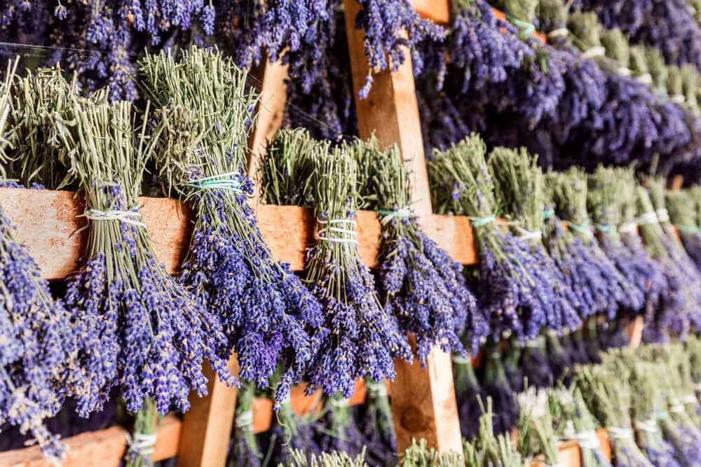 Hood River Lavender Columbia Gorge Lavender 