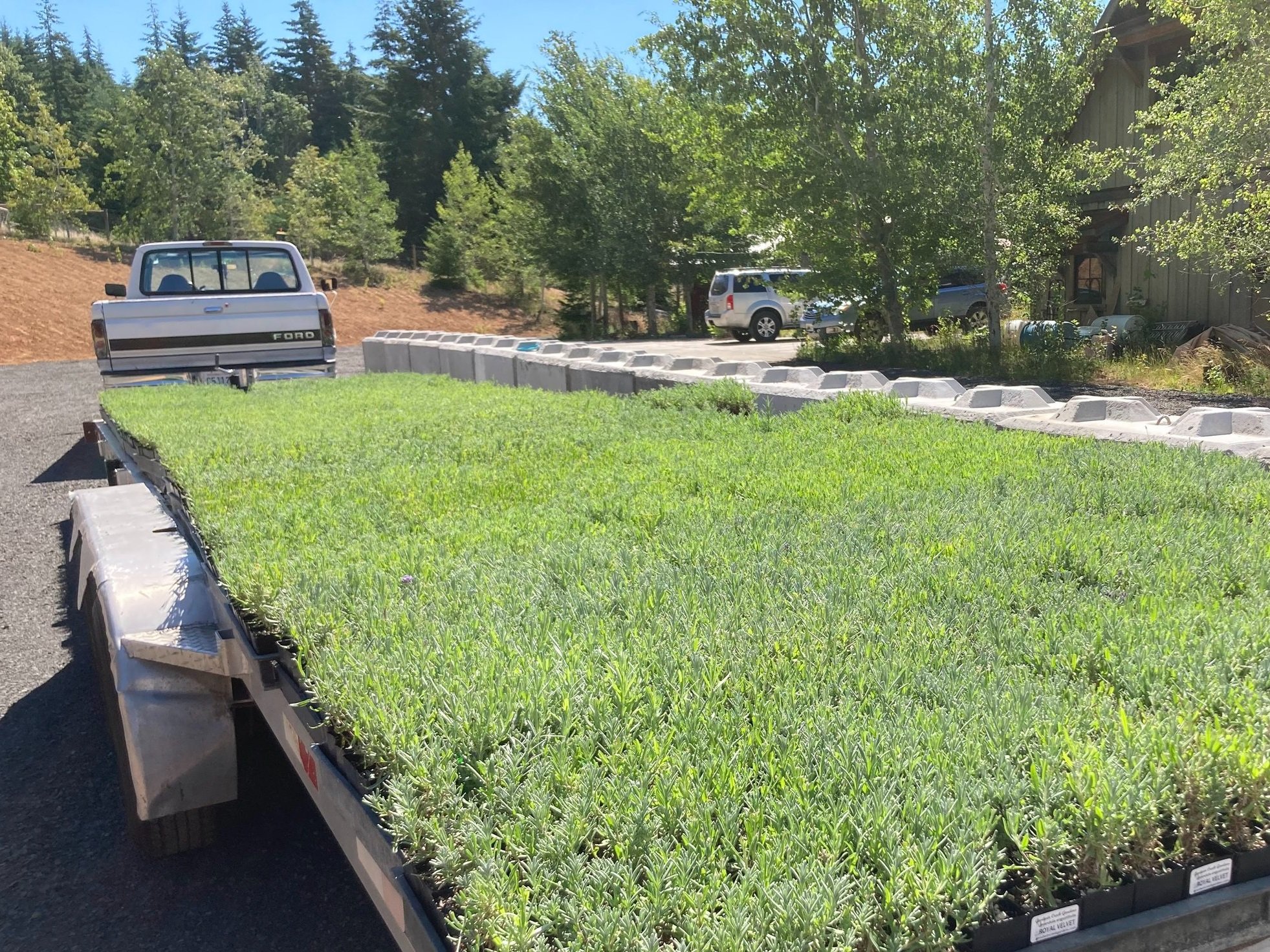 Hood River Lavender Columbia Gorge Lavender 