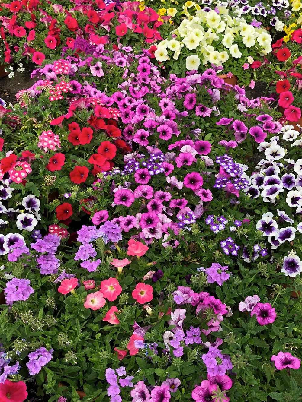 specials-flowers.jpg